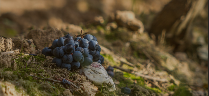 Vườn nho Lalande de Pomerol