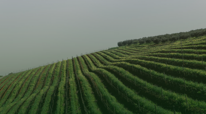 Vườn nho Lalande de Pomerol