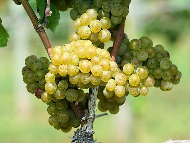 rượu champagne drappier brut carte d’or