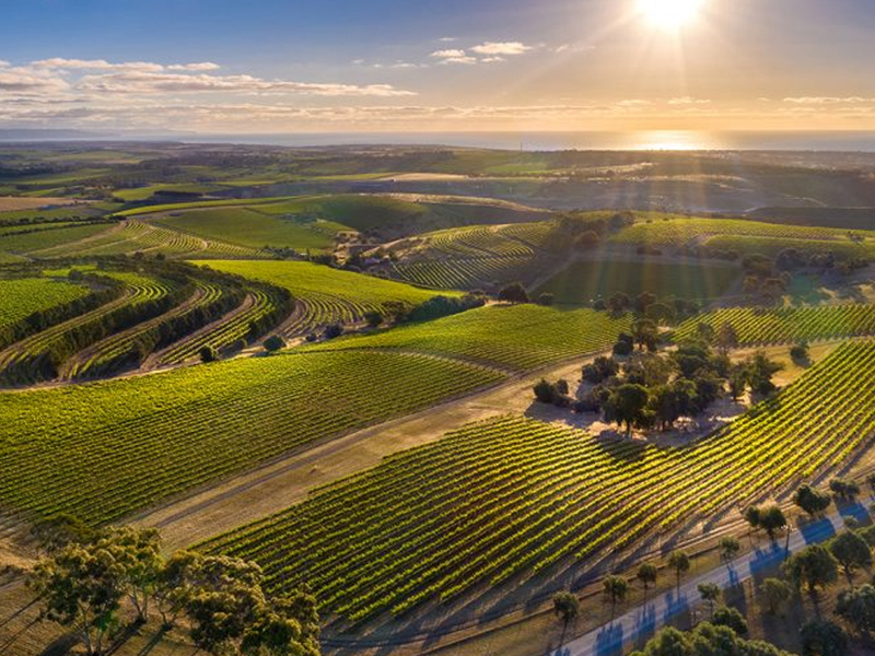 những dòng rượu vang shiraz cao cấp