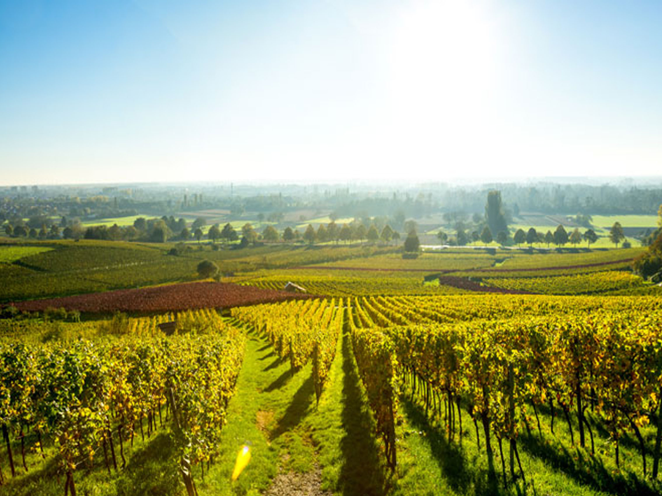 rượu vang chile luminis cabernet sauvignon (quà tết 2025)