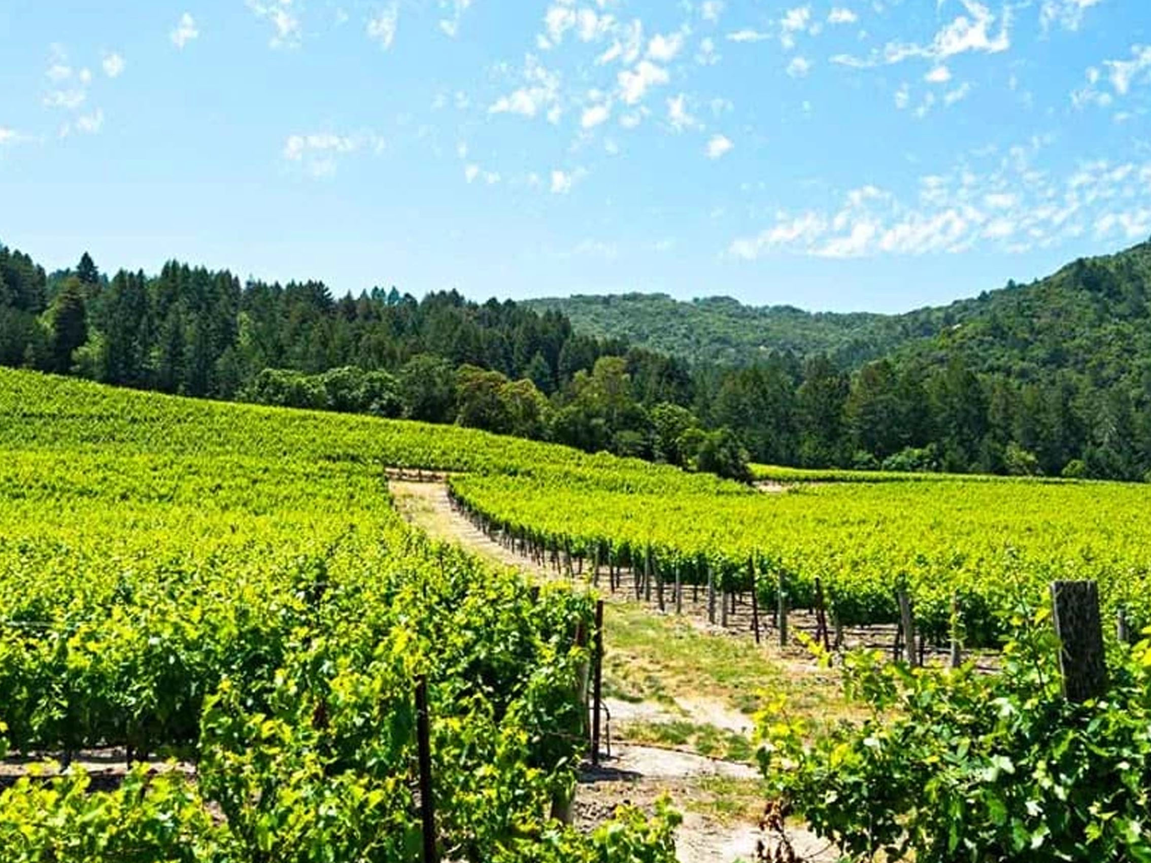 rượu champagne charles de cazanove cuvée bio limited edition