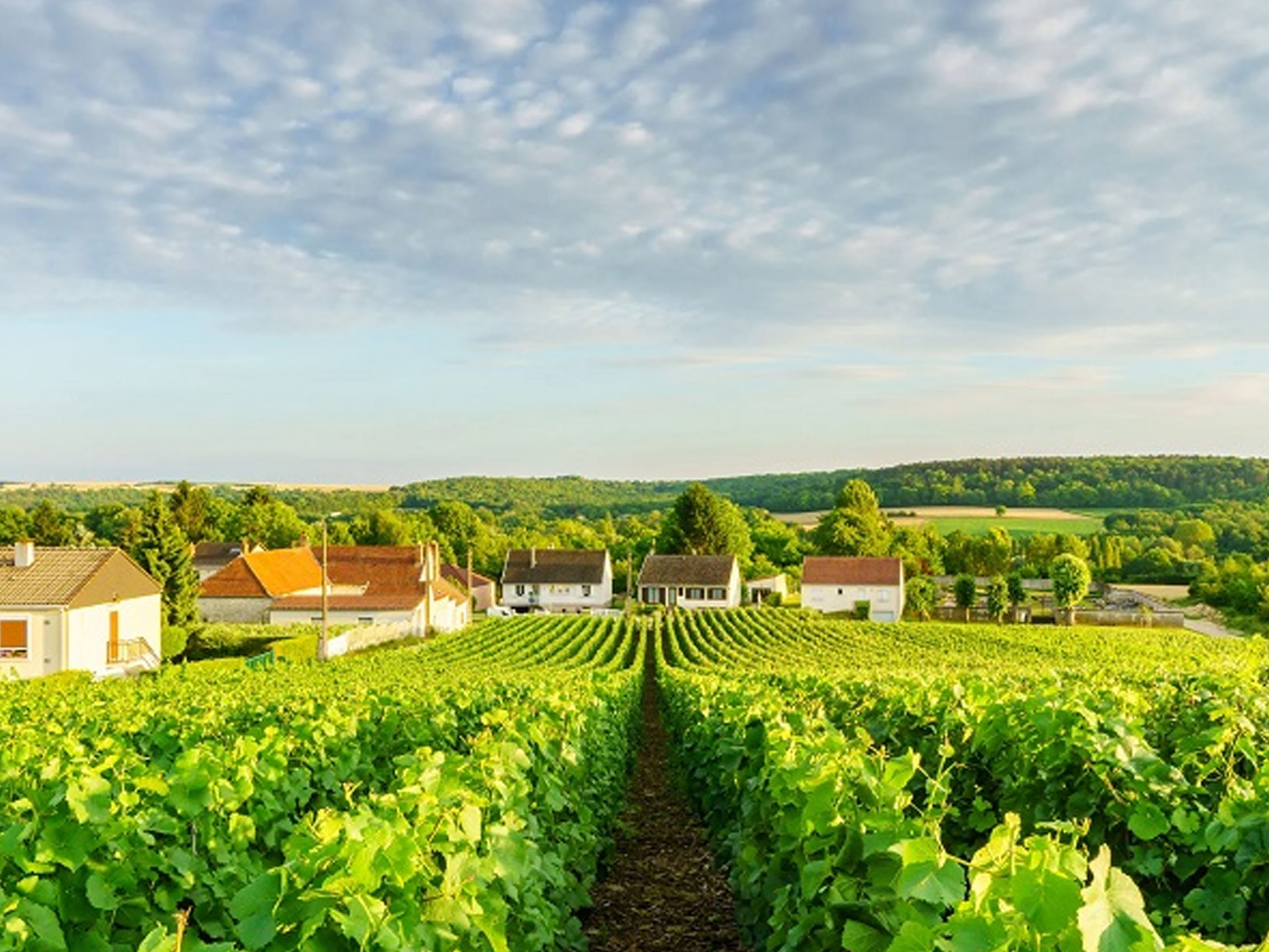 rượu champagne château de bligny brut millésimé 