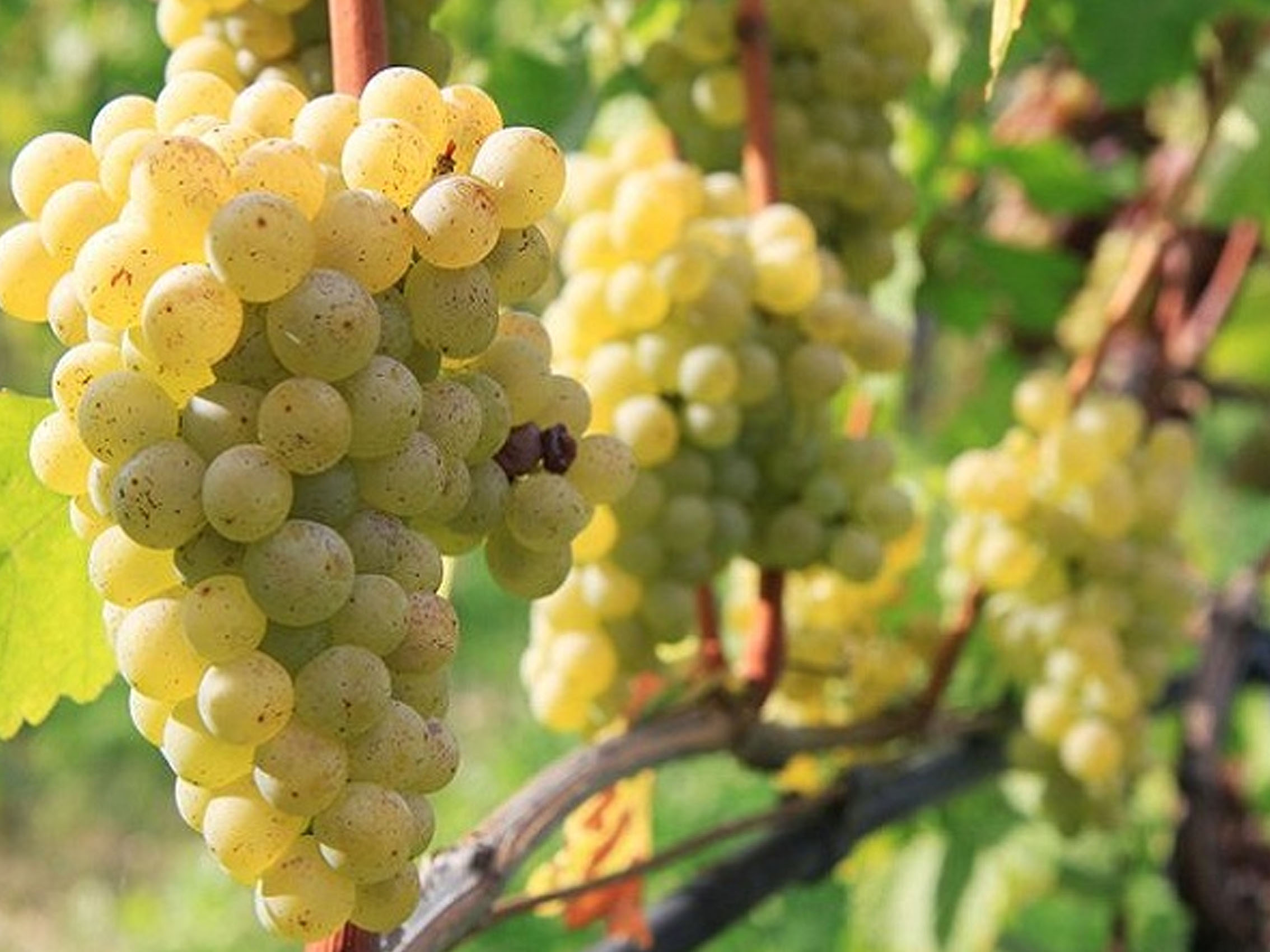 rượu champagne deutz brut classic