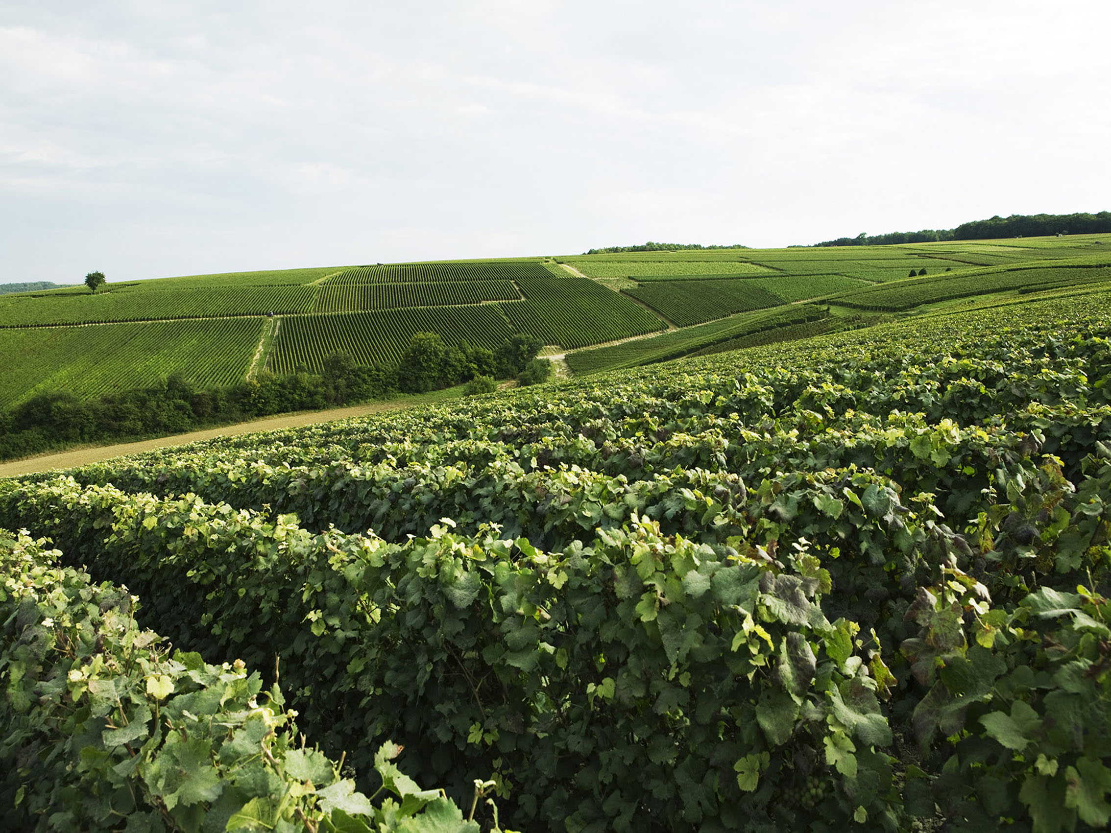 rượu champagne drappier brut nature trop m'en fout! fromenteau