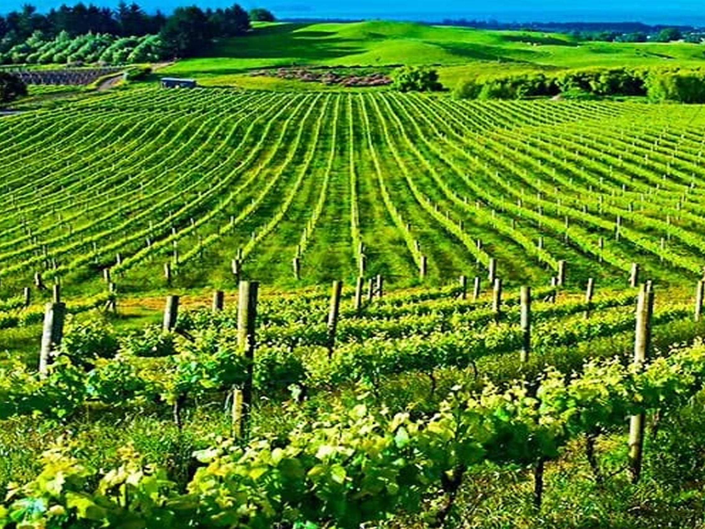 rượu champagne drappier clarevallis extra-brut bio wine