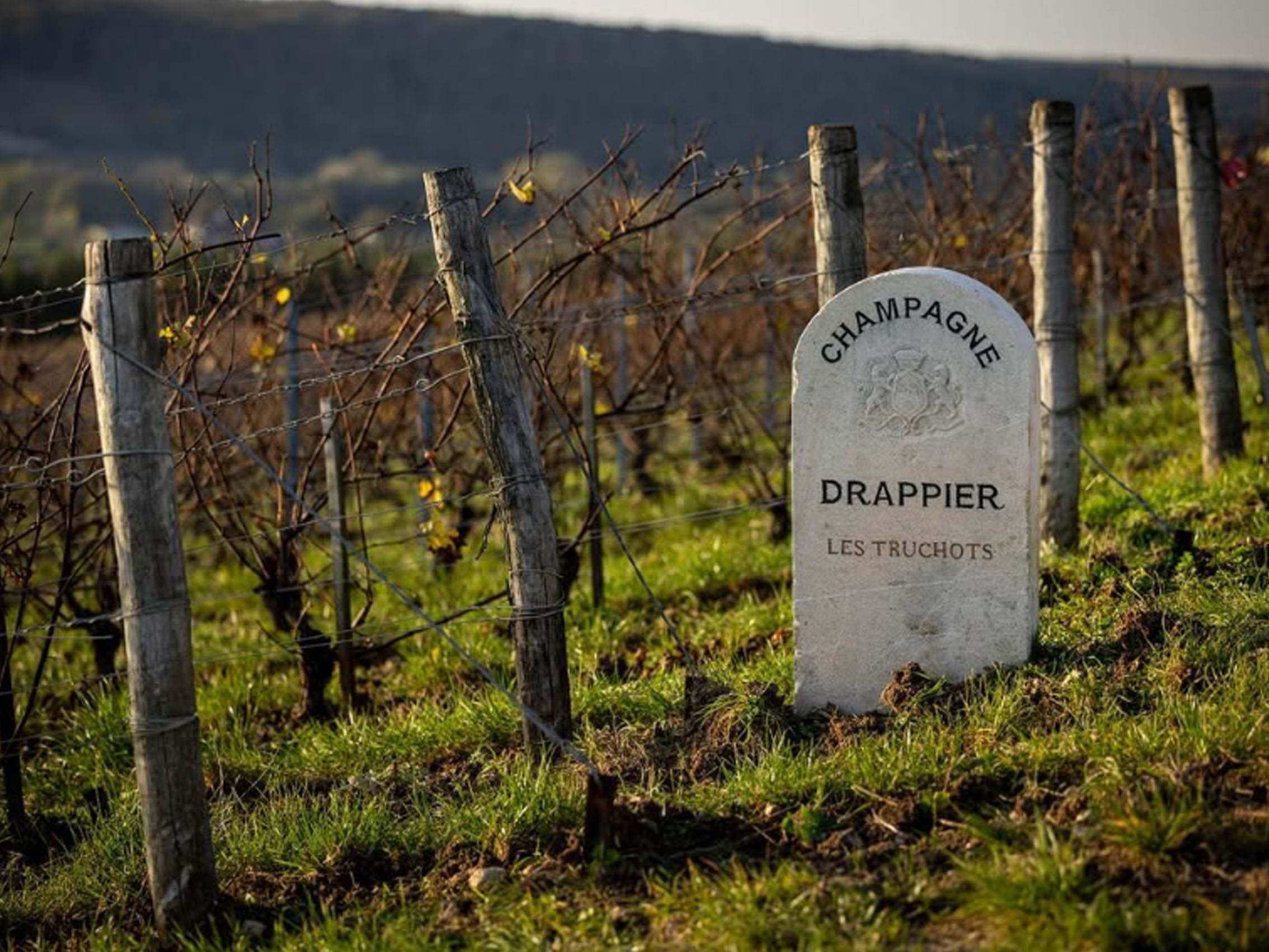 rượu champagne drappier demi-sec carte d'or