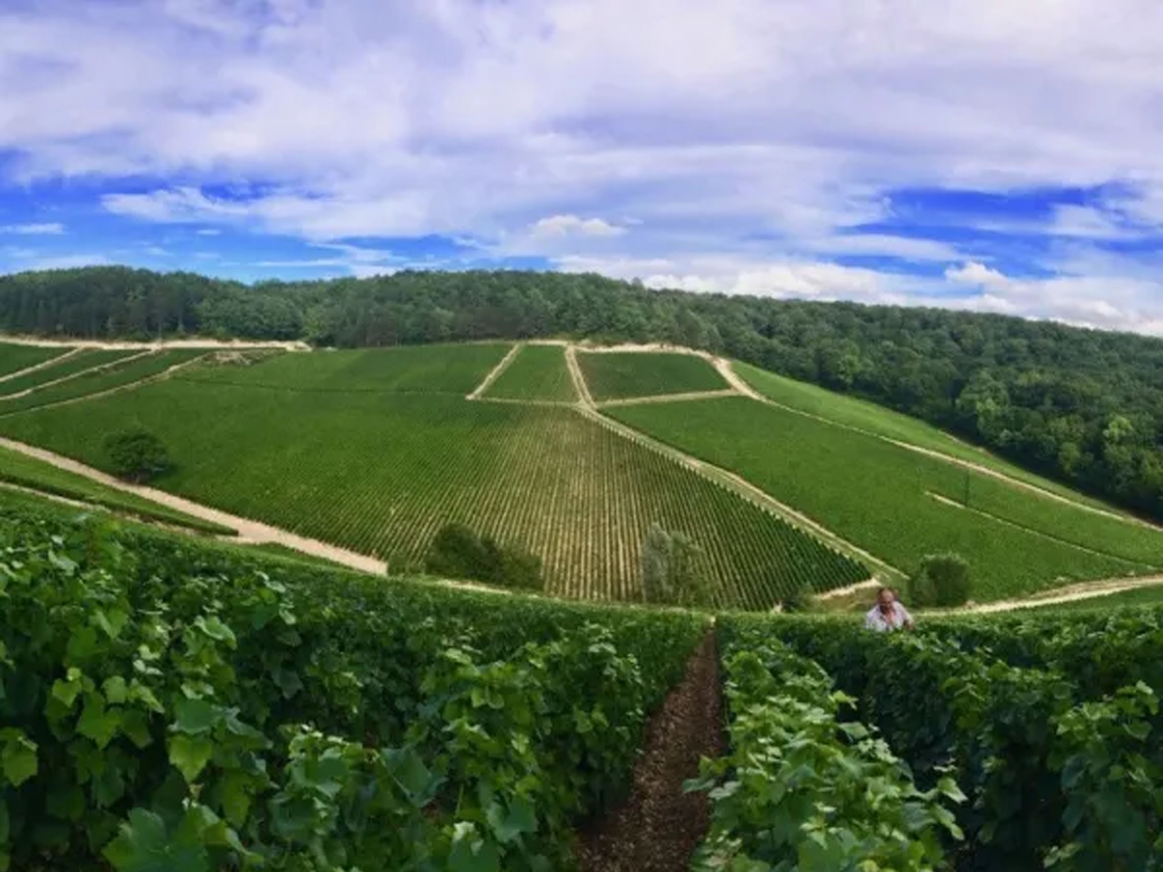 rượu champagne drappier perpétuité côteaux champenois white