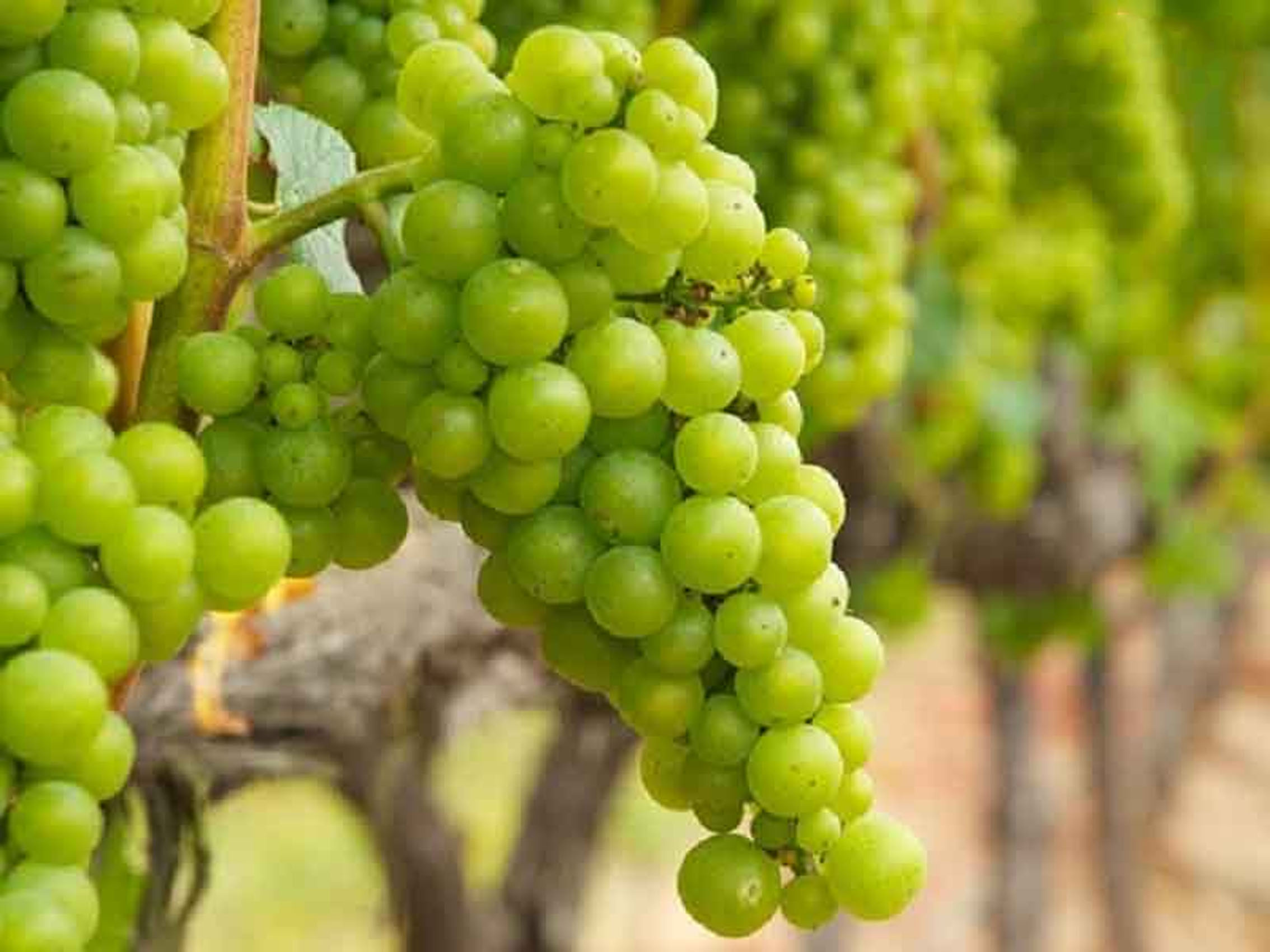 rượu champagne drappier réserve de l'oenothèque 1979