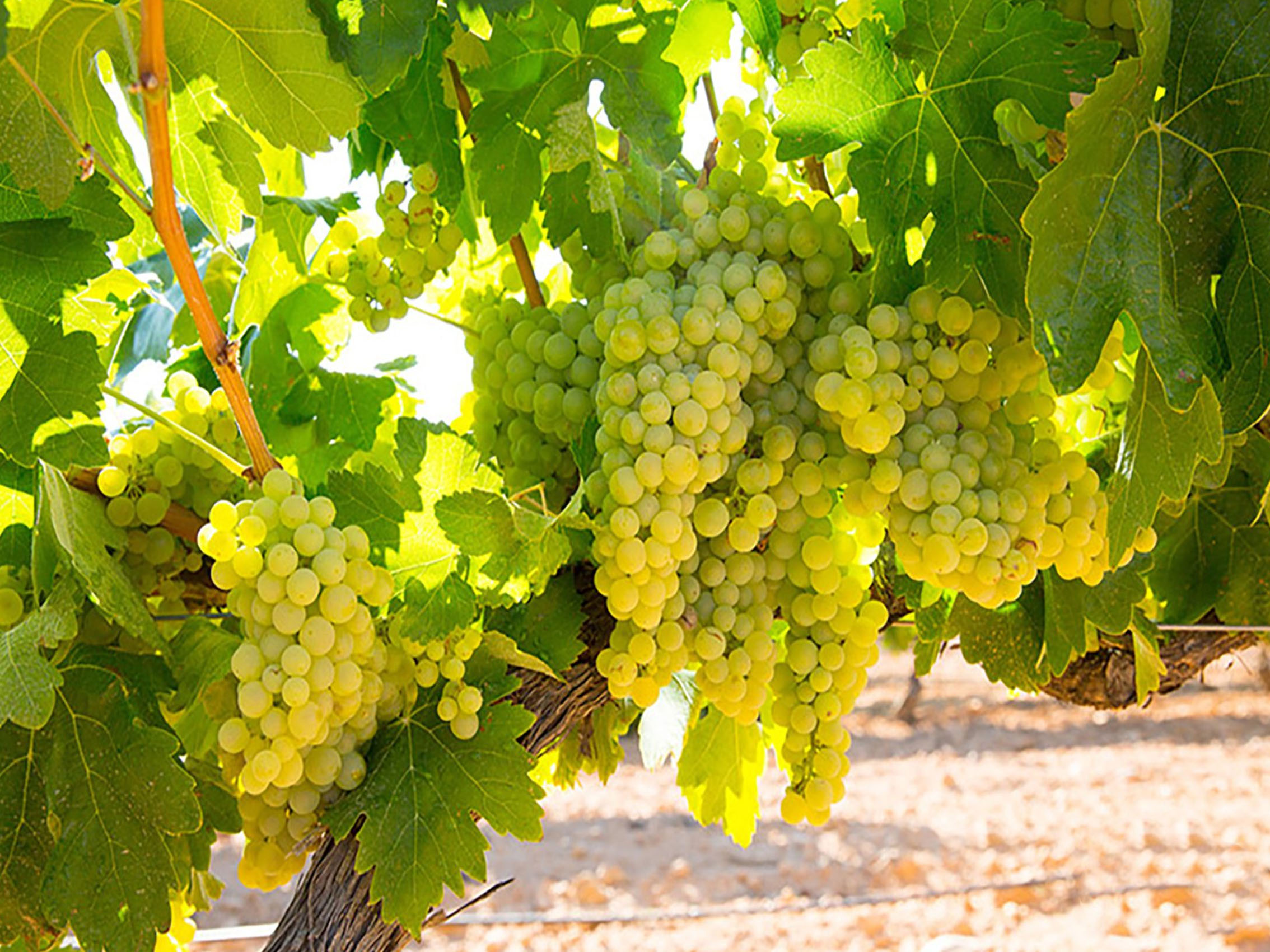 rượu vang veuve du vernay