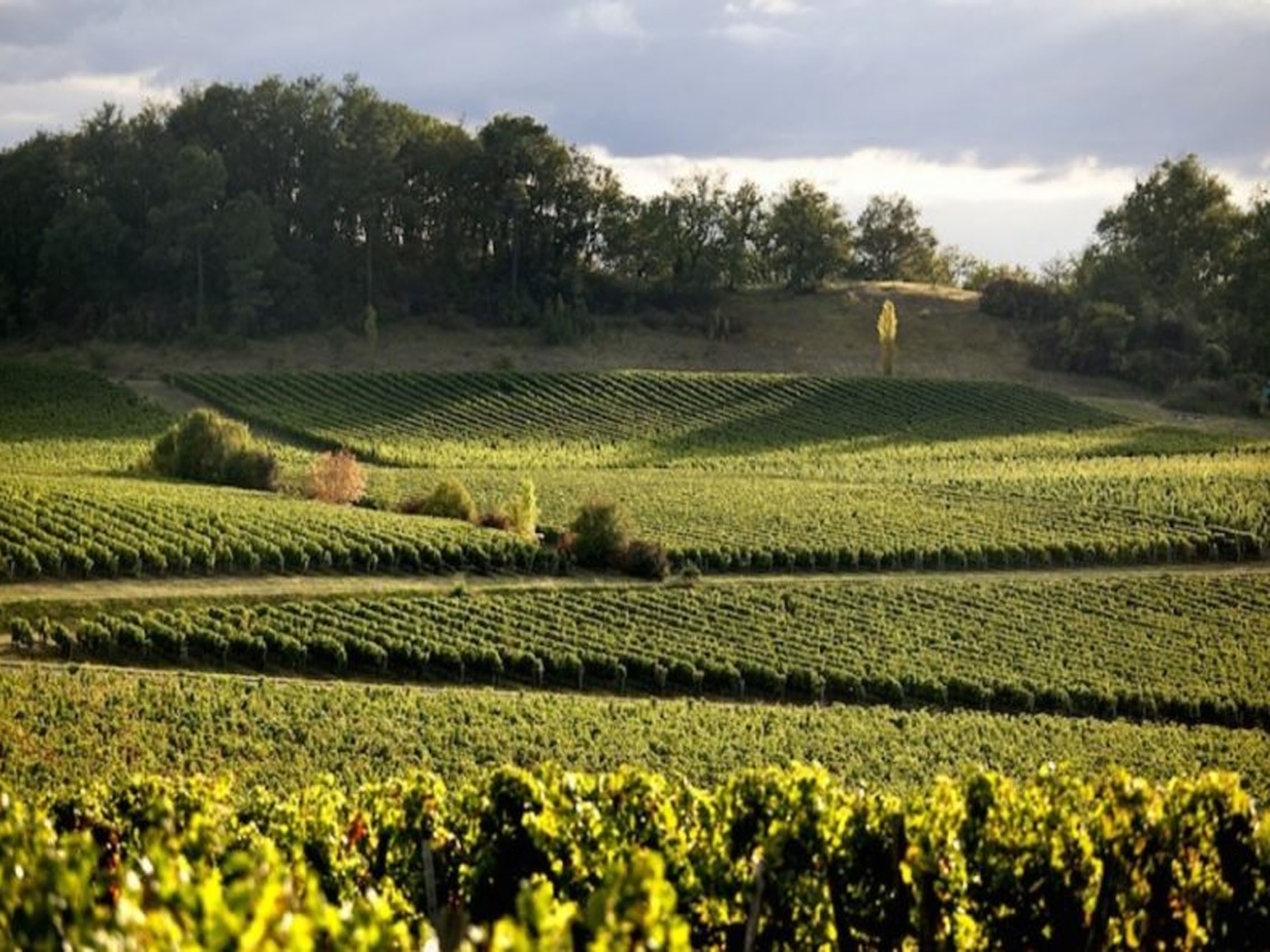 rượu vang beau rivage blanc