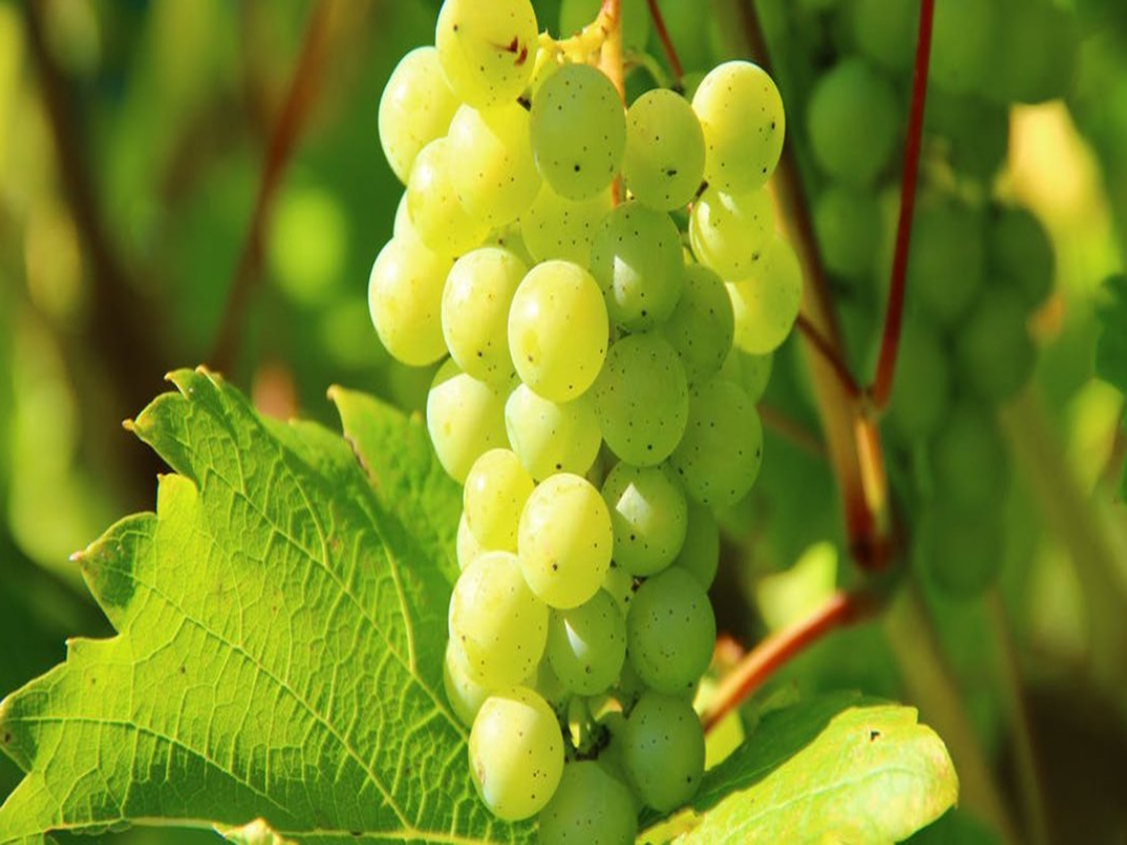 rượu vang beau rivage blanc