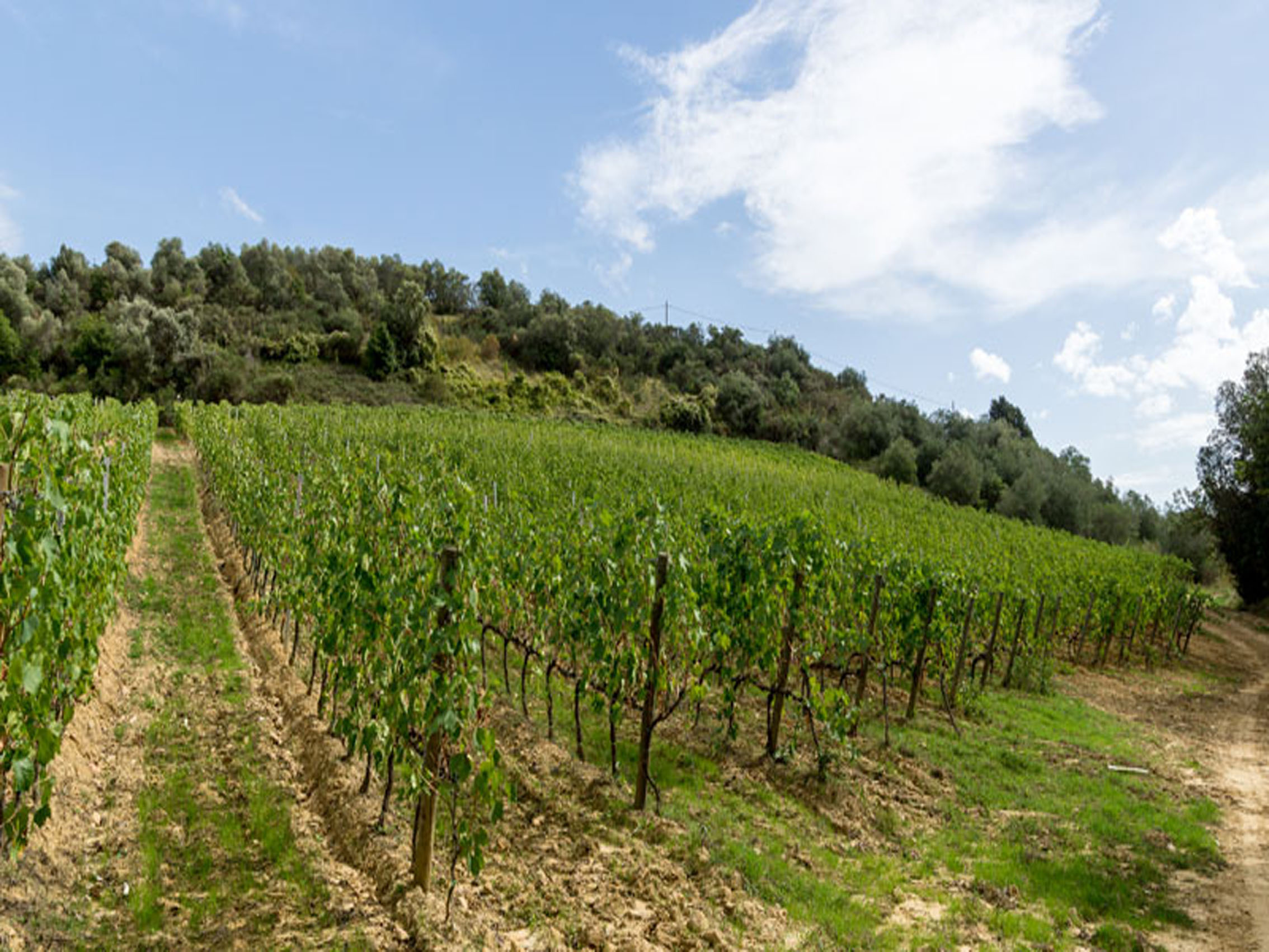 rượu vang chapelle de la trinité