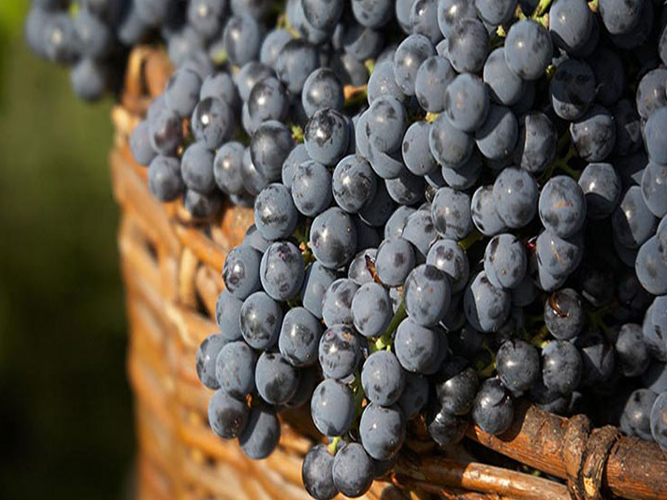 rượu vang chapelle de la trinité