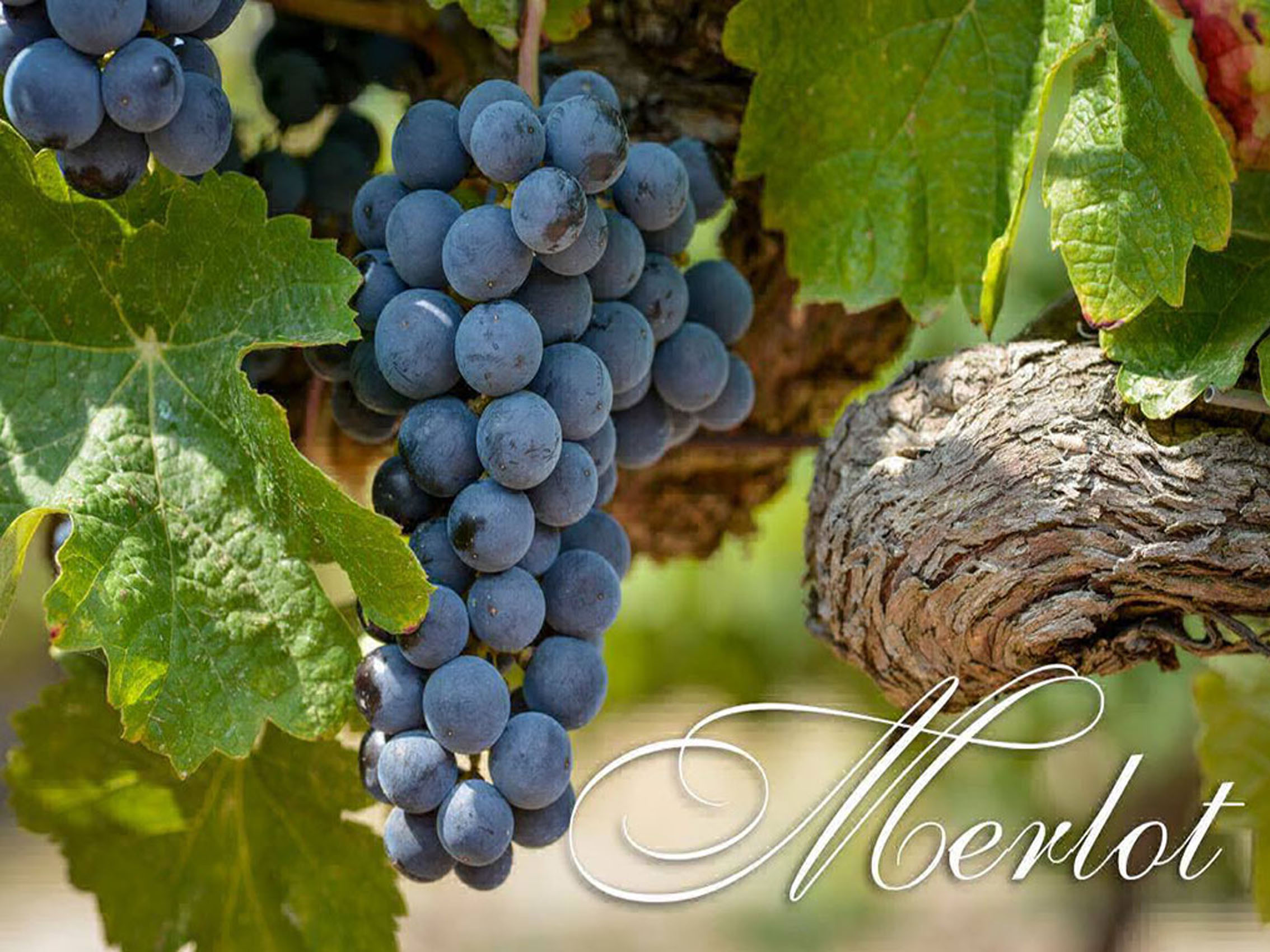 rượu vang château beau-rivage rouge