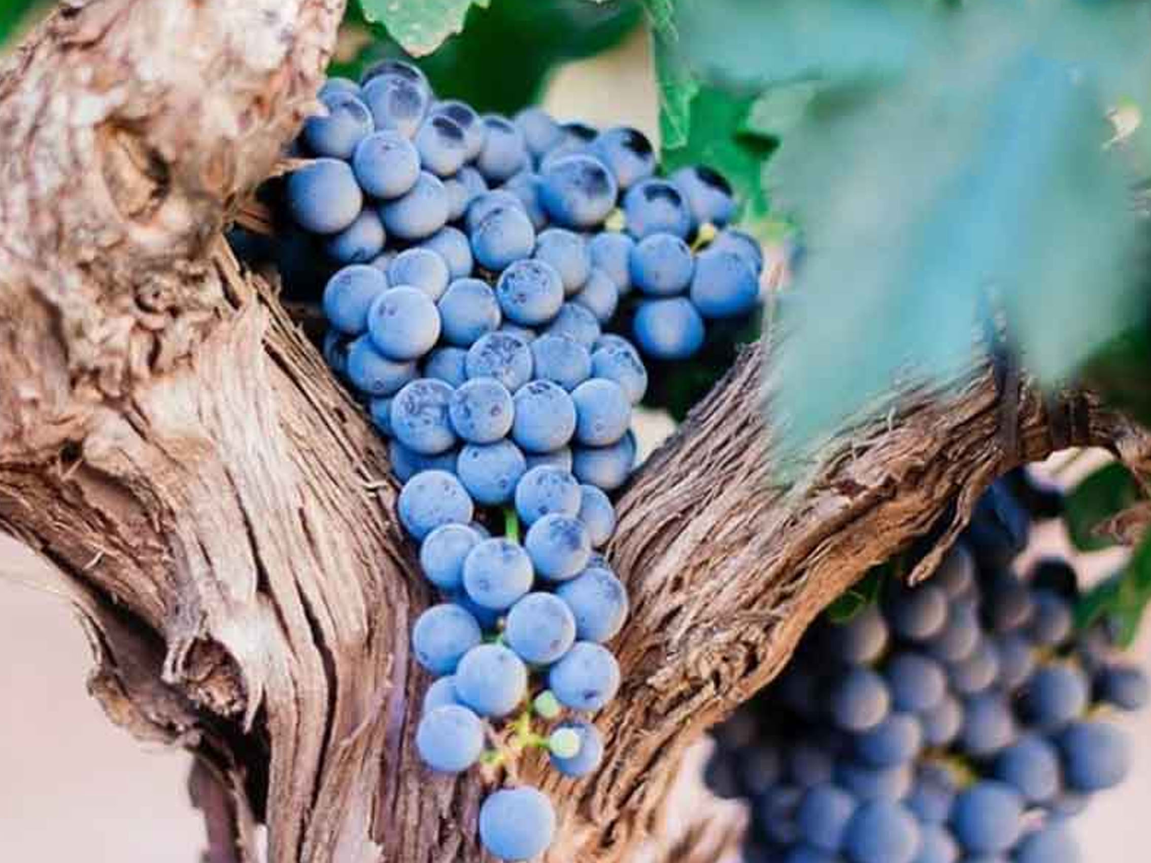 rượu vang château begadan cru bourgeois