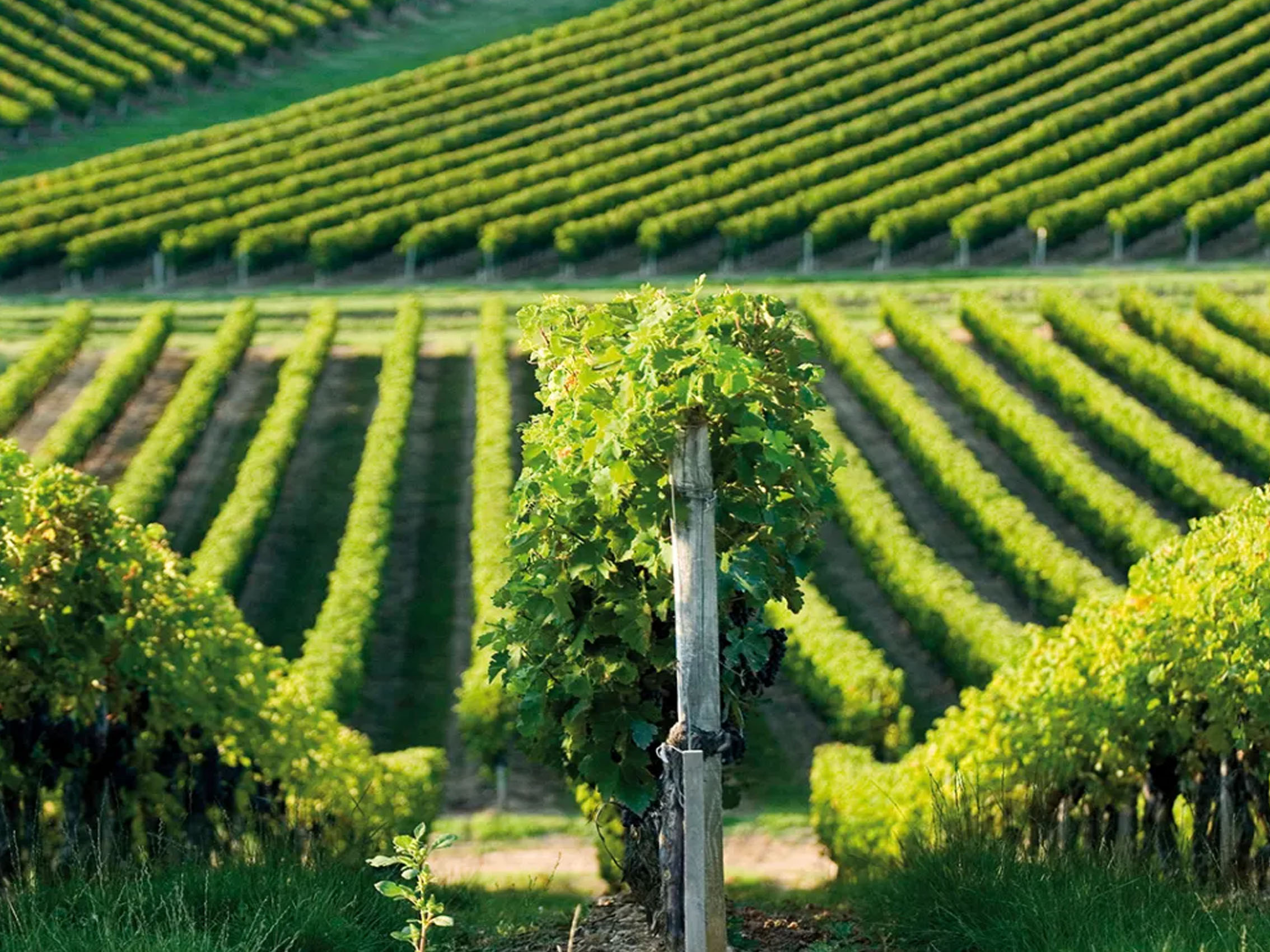 rượu vang château chantemerle cru bourgeois