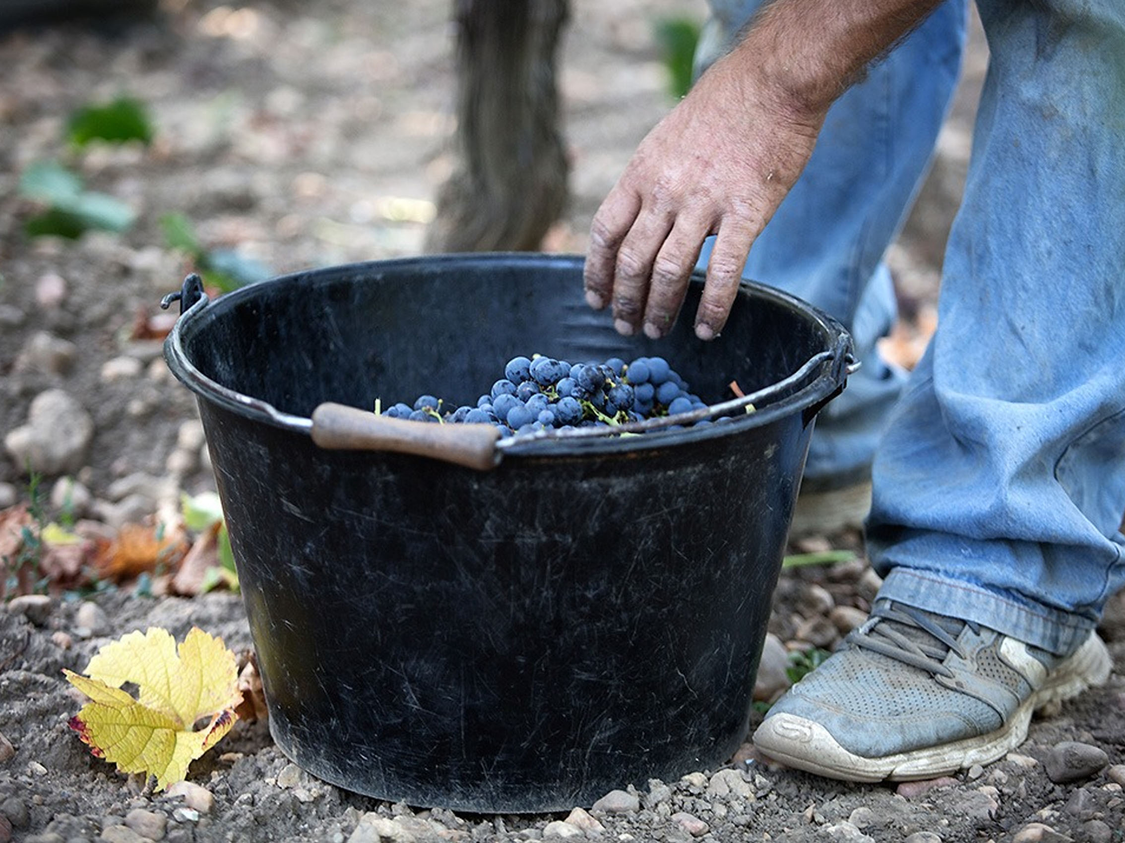 rượu vang château du domaine de l'eglise 2000