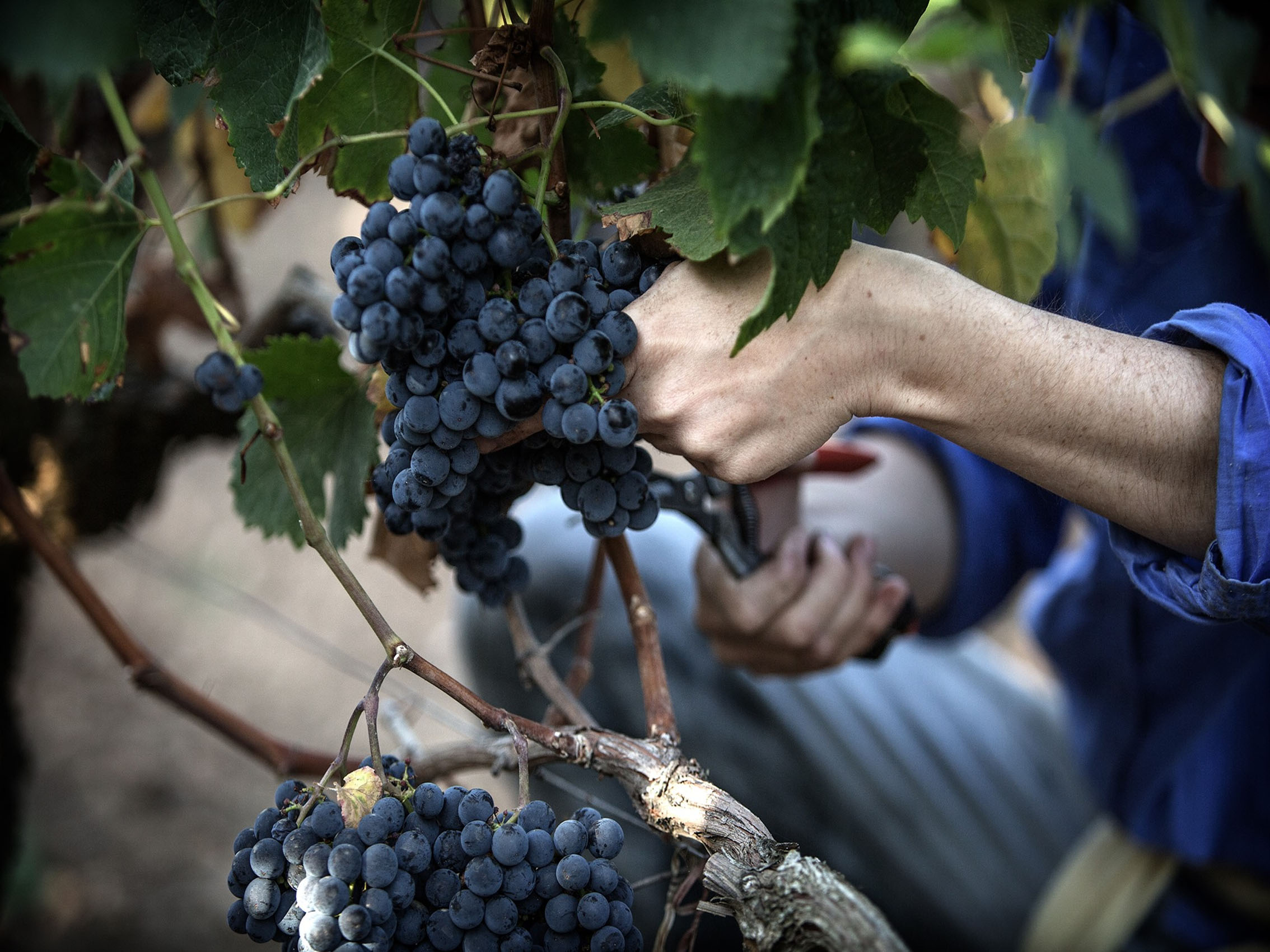 rượu vang château du domaine de l'eglise 2011