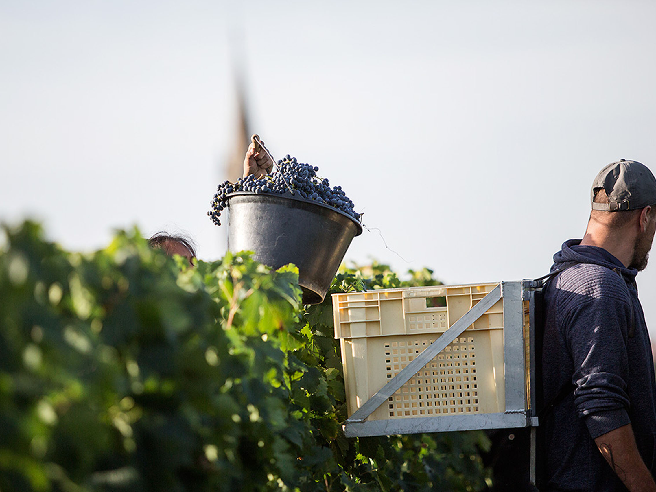rượu vang château du domaine de l'eglise 2013