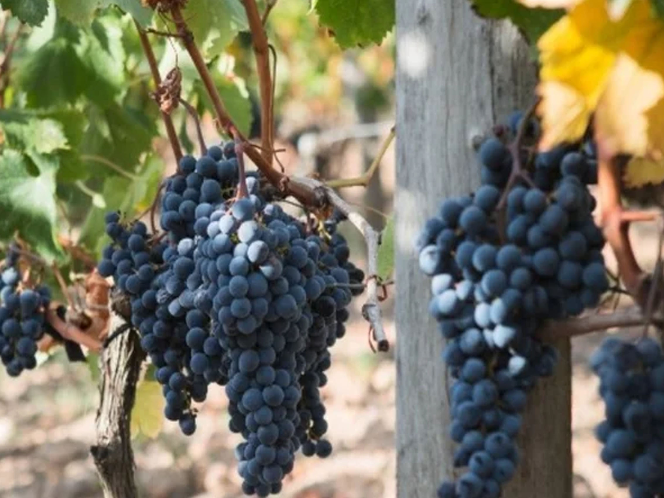 rượu vang château du domaine de l'eglise 2015