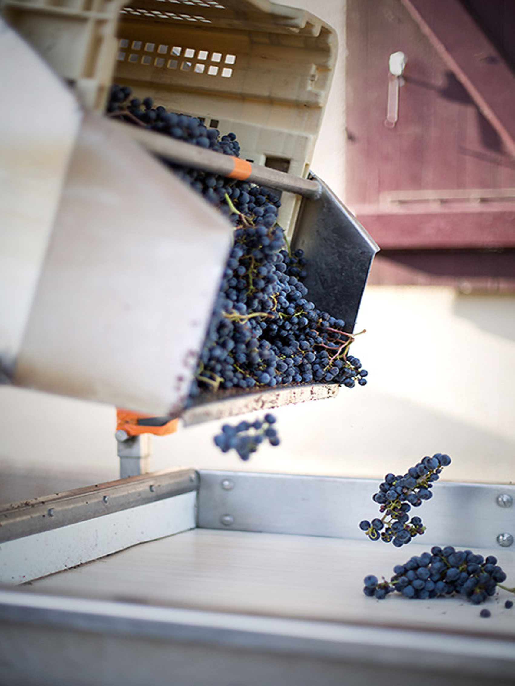 rượu vang château du domaine de l'eglise 2016