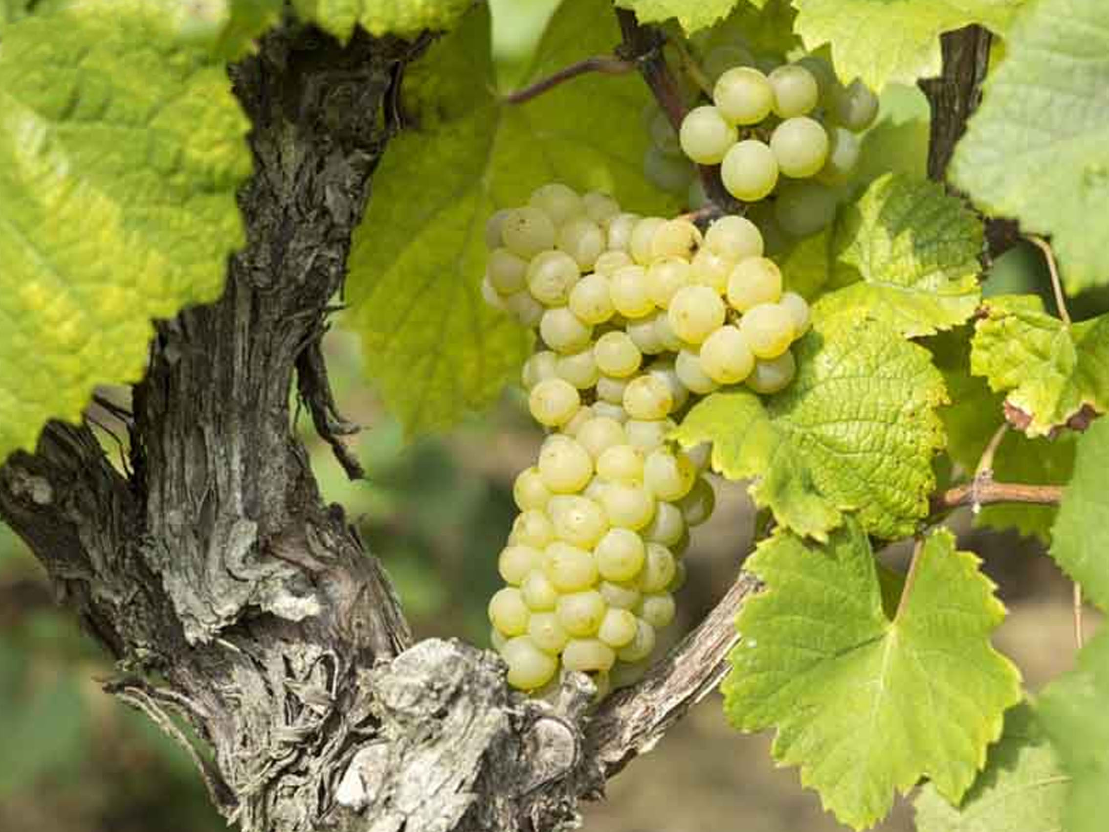 rượu vang château du levant