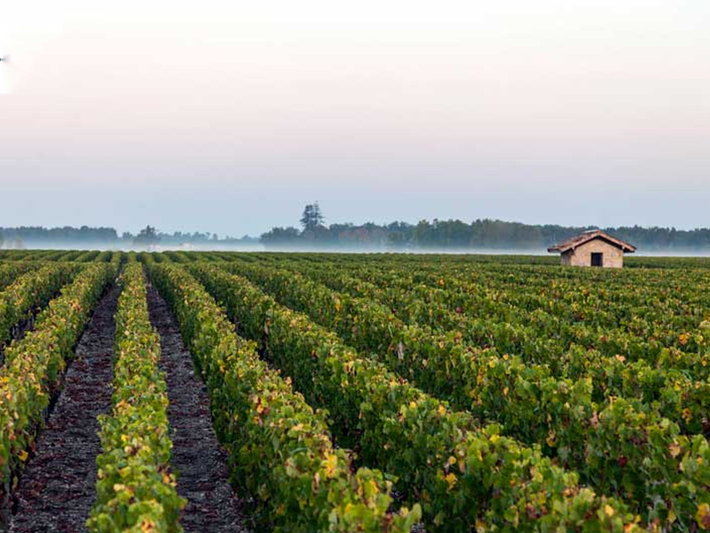 rượu vang château du levant