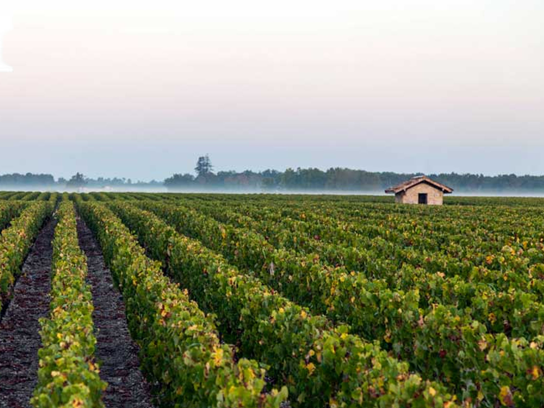 rượu vang château du pin rouge