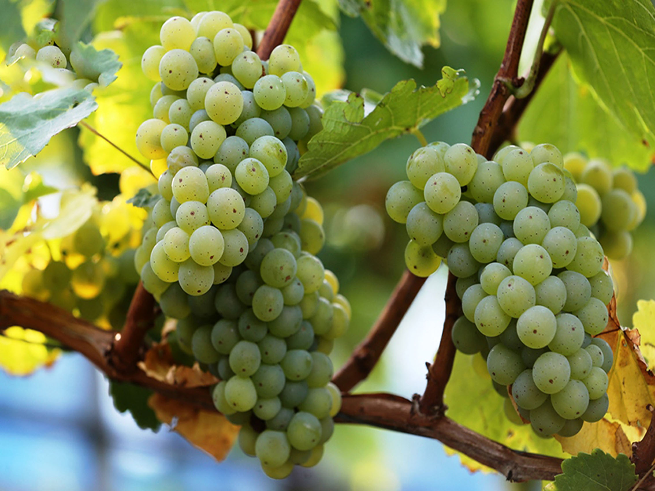 rượu vang château foncrosé blanc