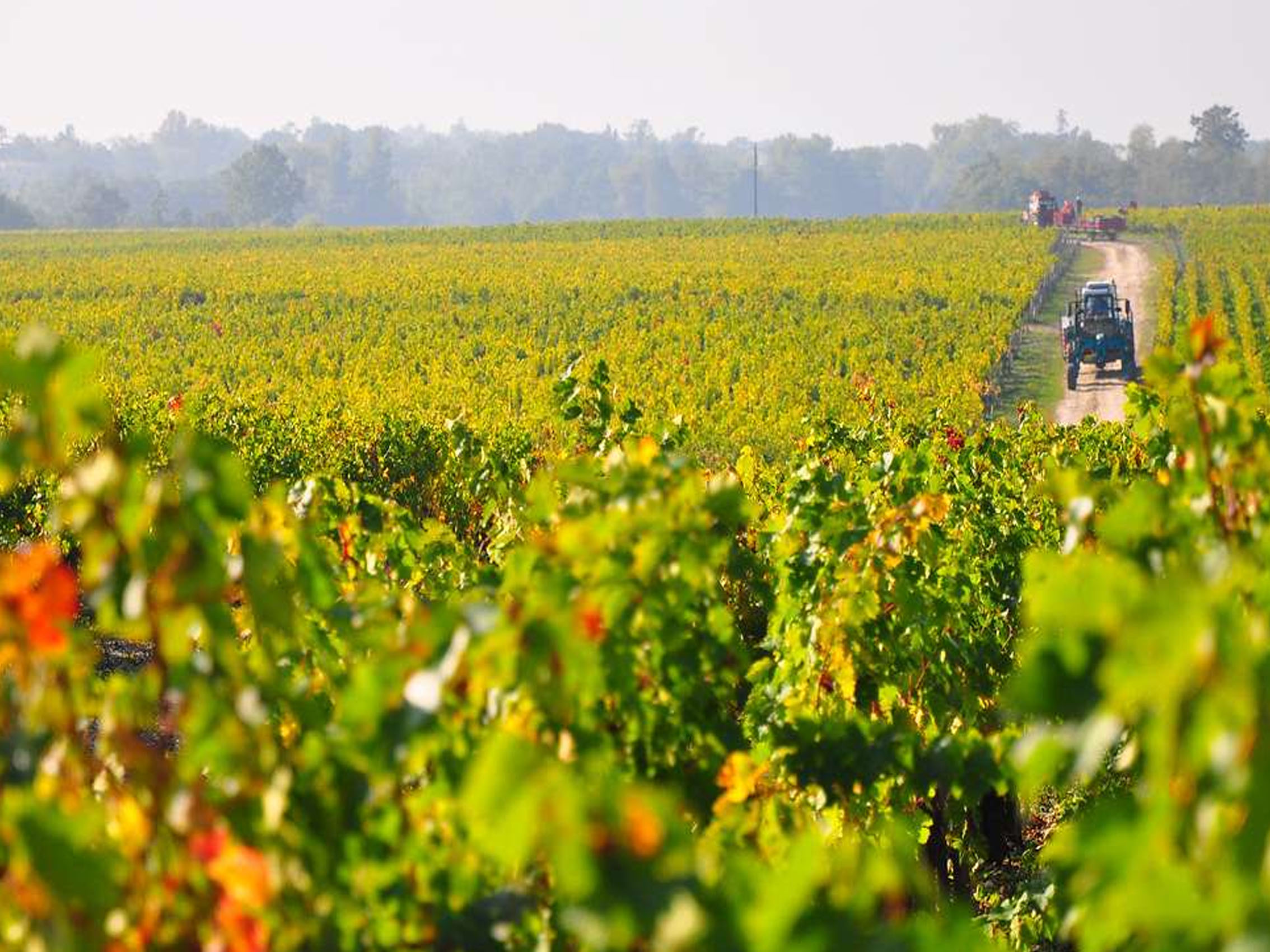 rượu vang château foncrose rouge