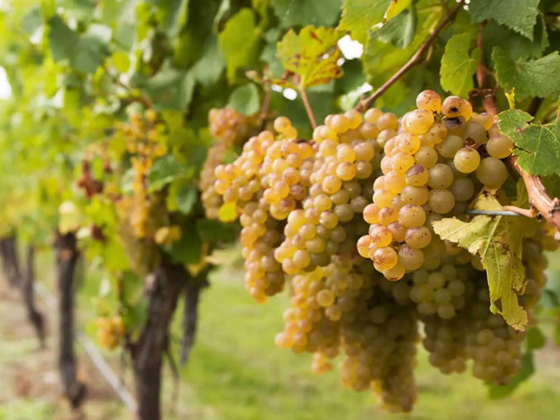 rượu vang château grand dousprat