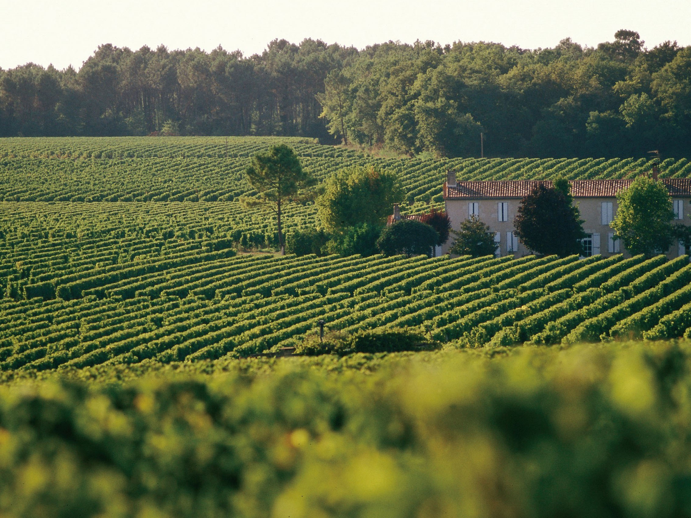 rượu vang château haut-bages monpelou