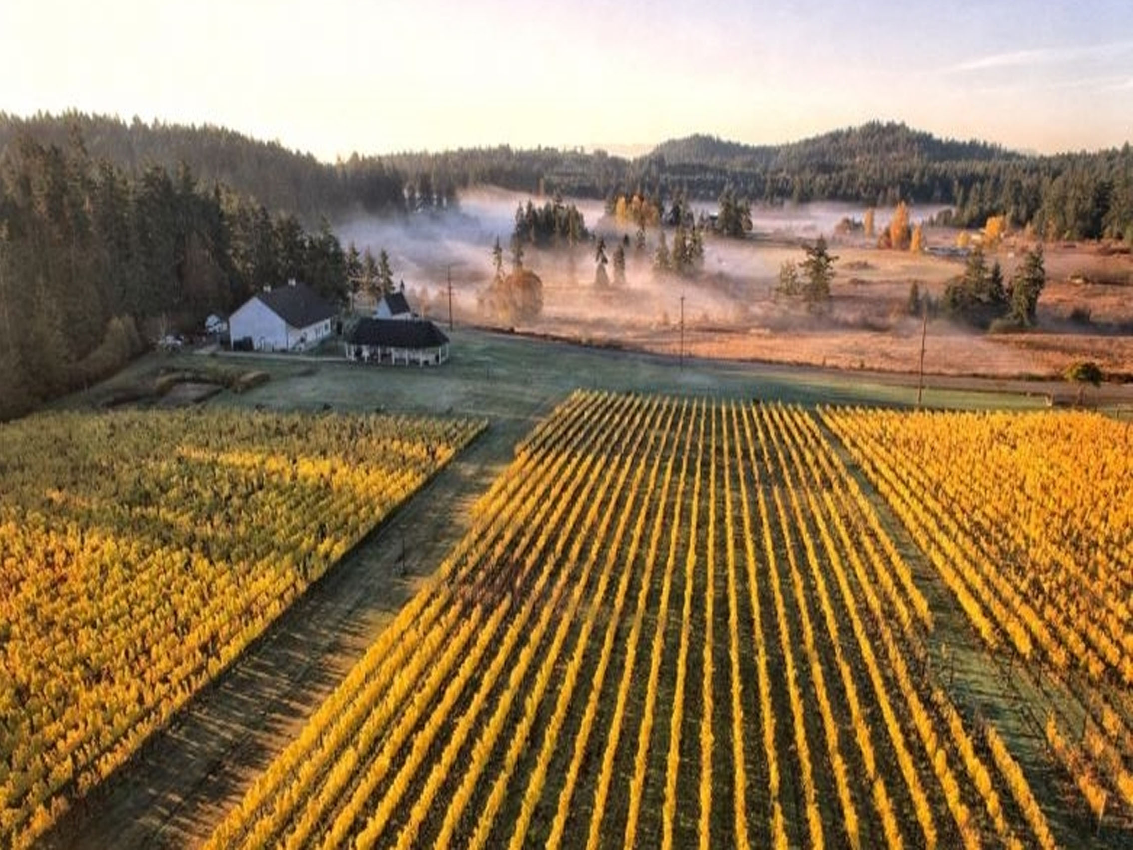 rượu vang château haut- vignoble seguin