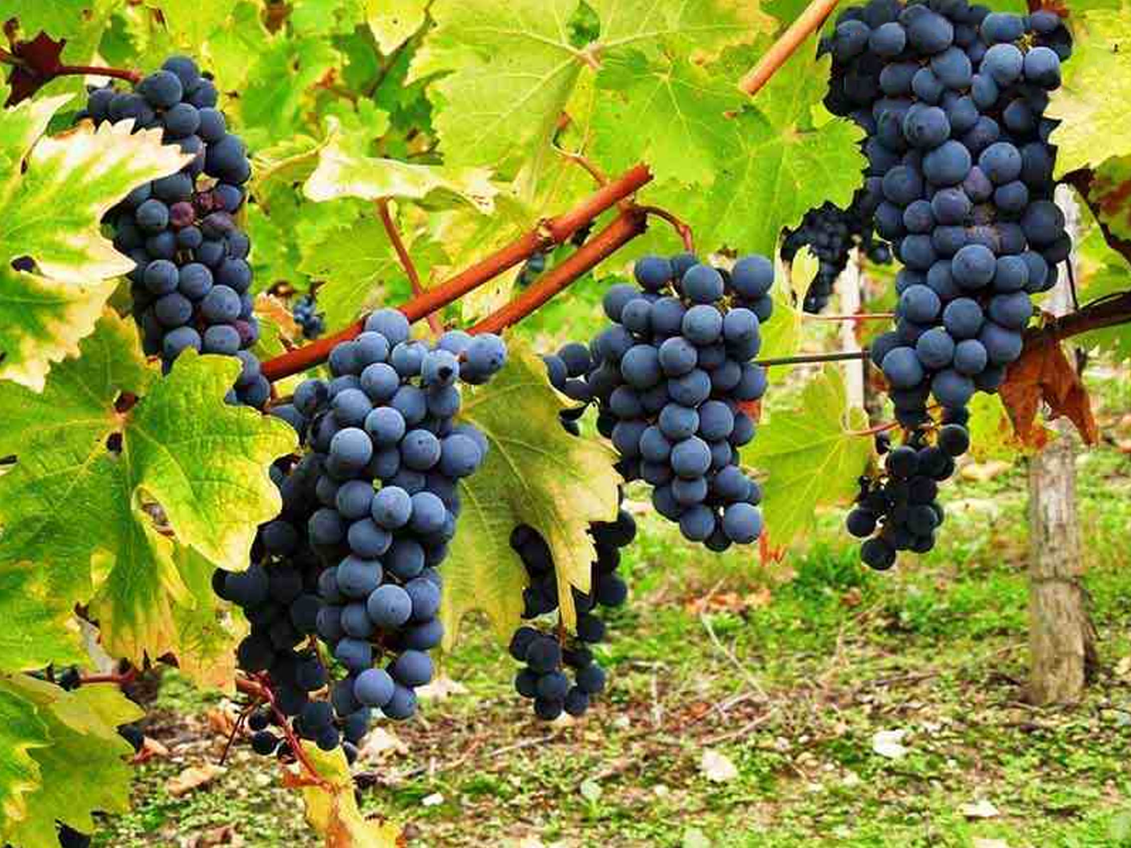 rượu vang château haut- vignoble seguin