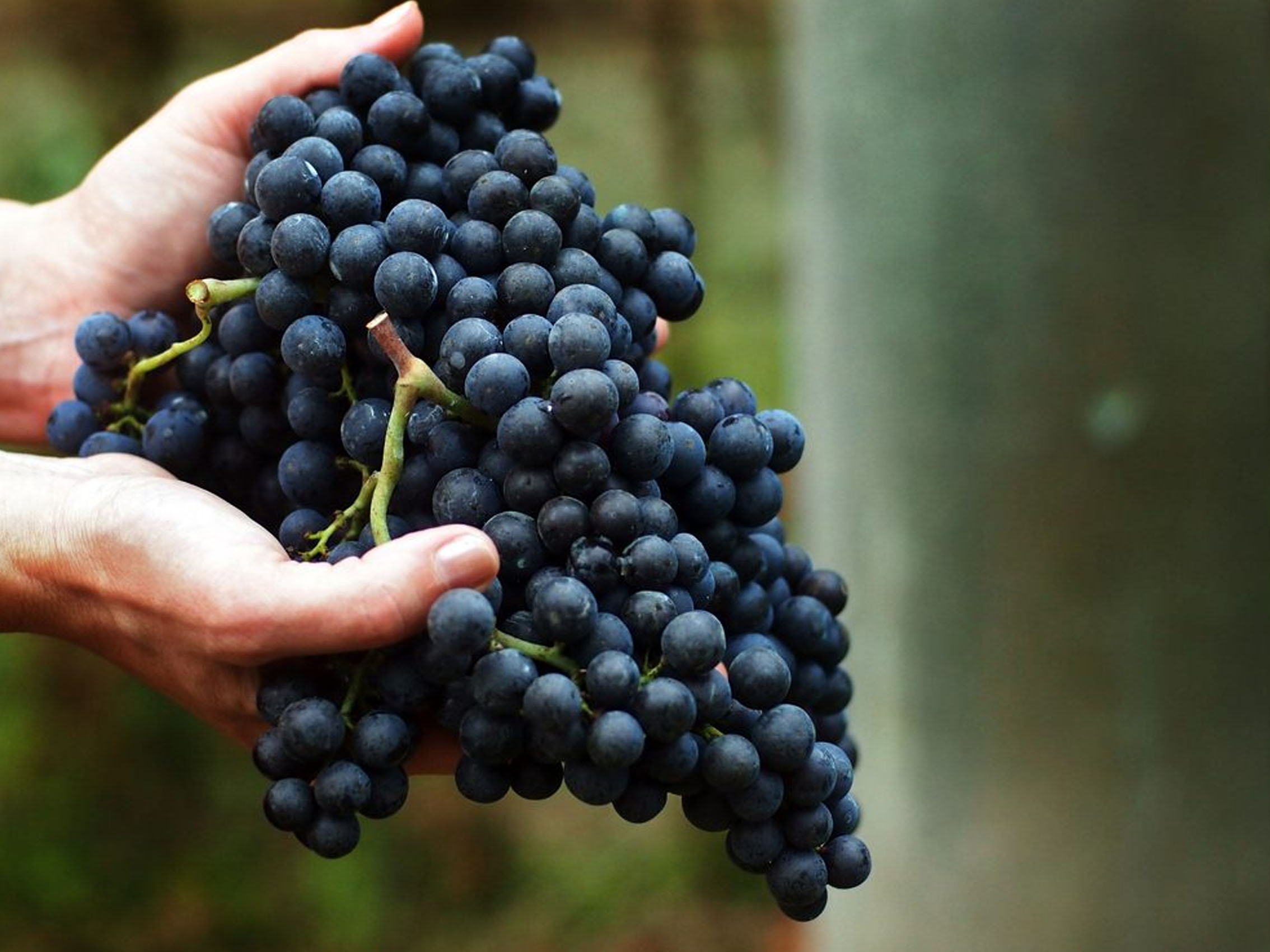 rượu vang château la croix du casse 2010