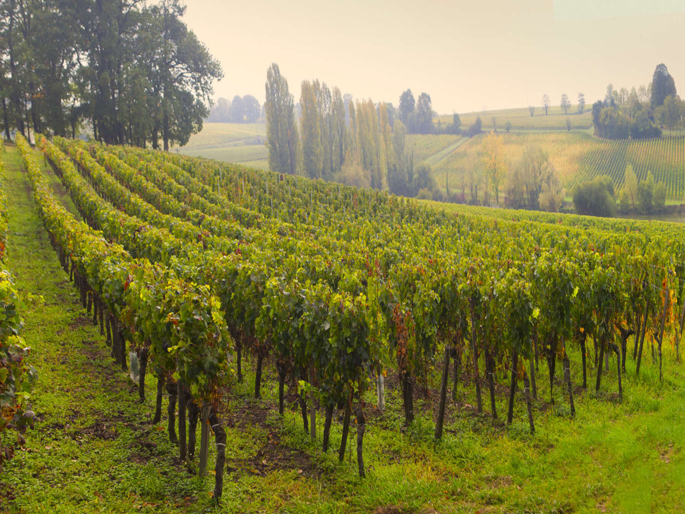 rượu vang château la croix du casse 2012