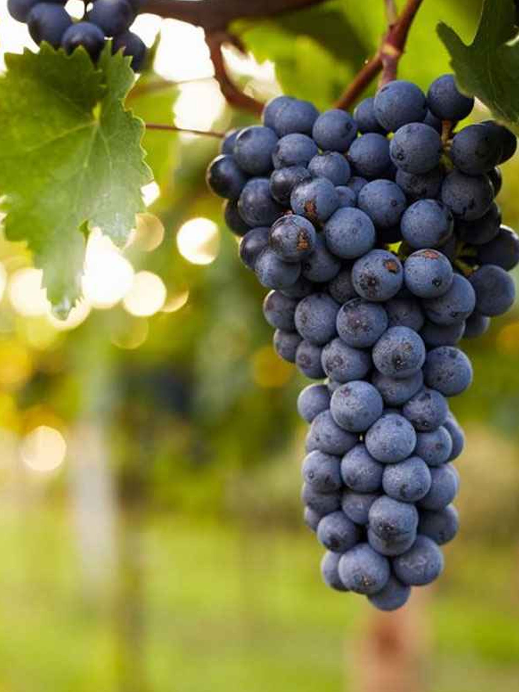 rượu vang château laffitte carcasset - cru bourgeois