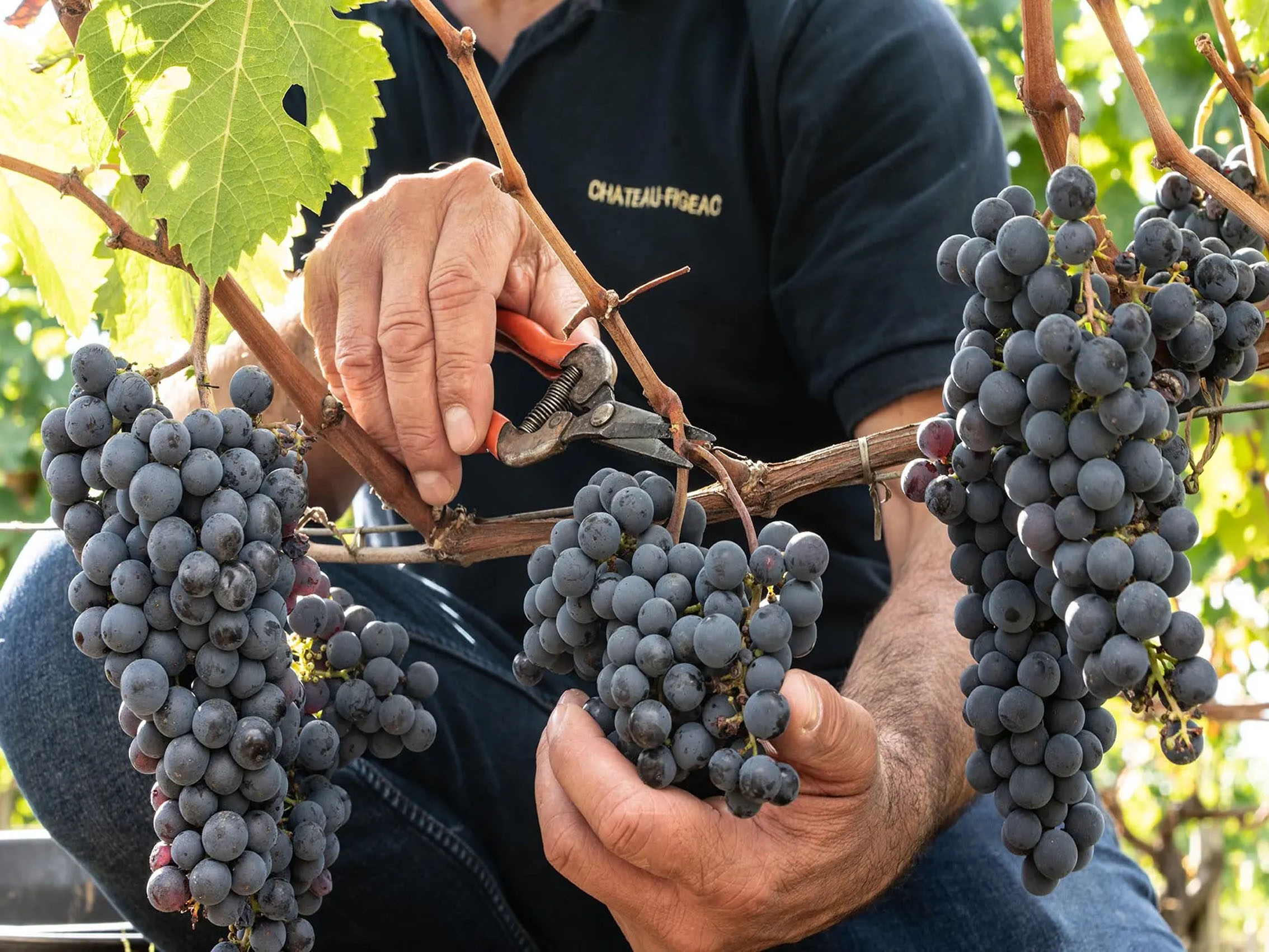 rượu vang château laroche joubert