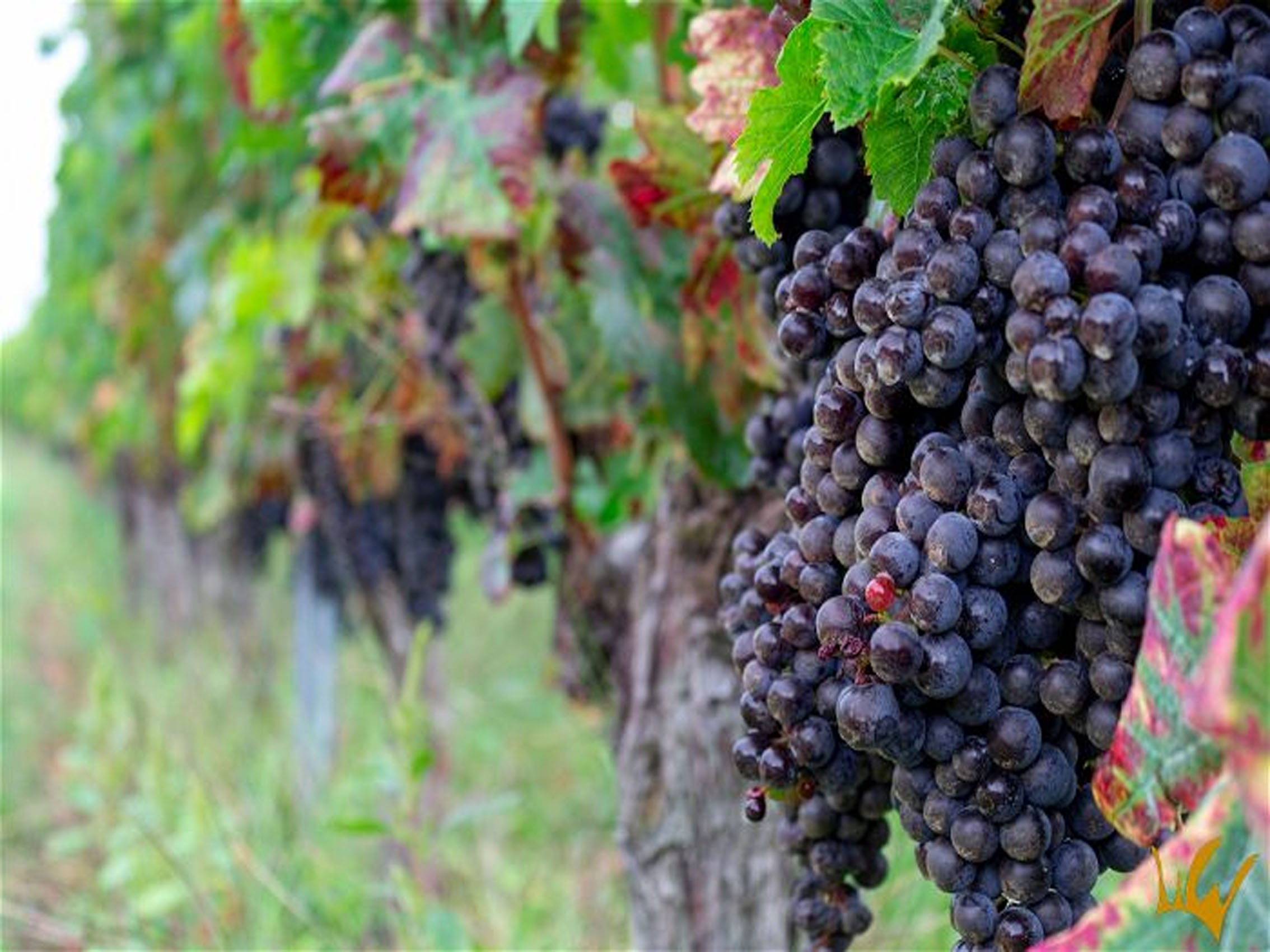 rượu vang château laroze saint émilion grand cru classé 2009