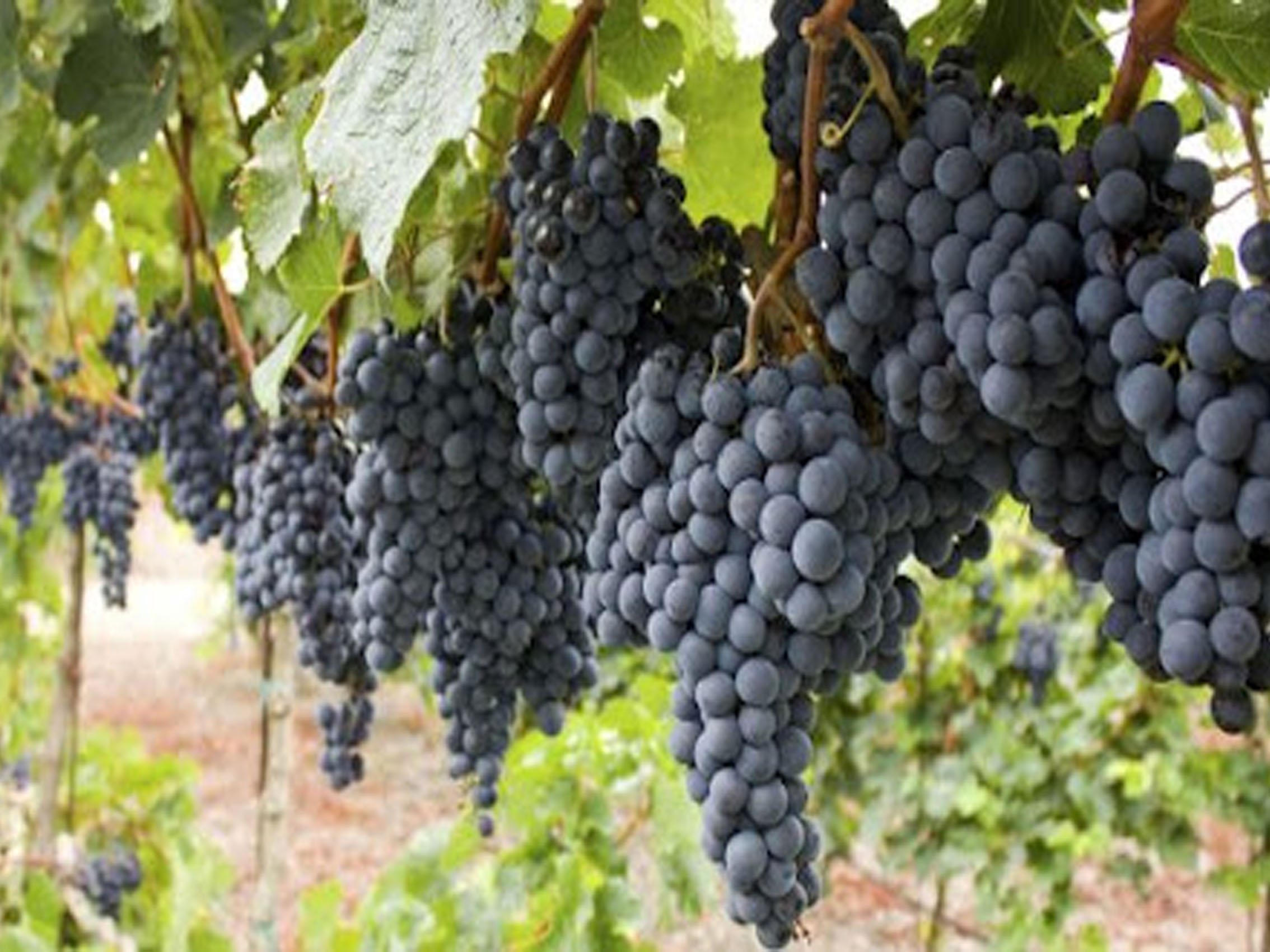 rượu vang château laroze saint émilion grand cru classé 2012