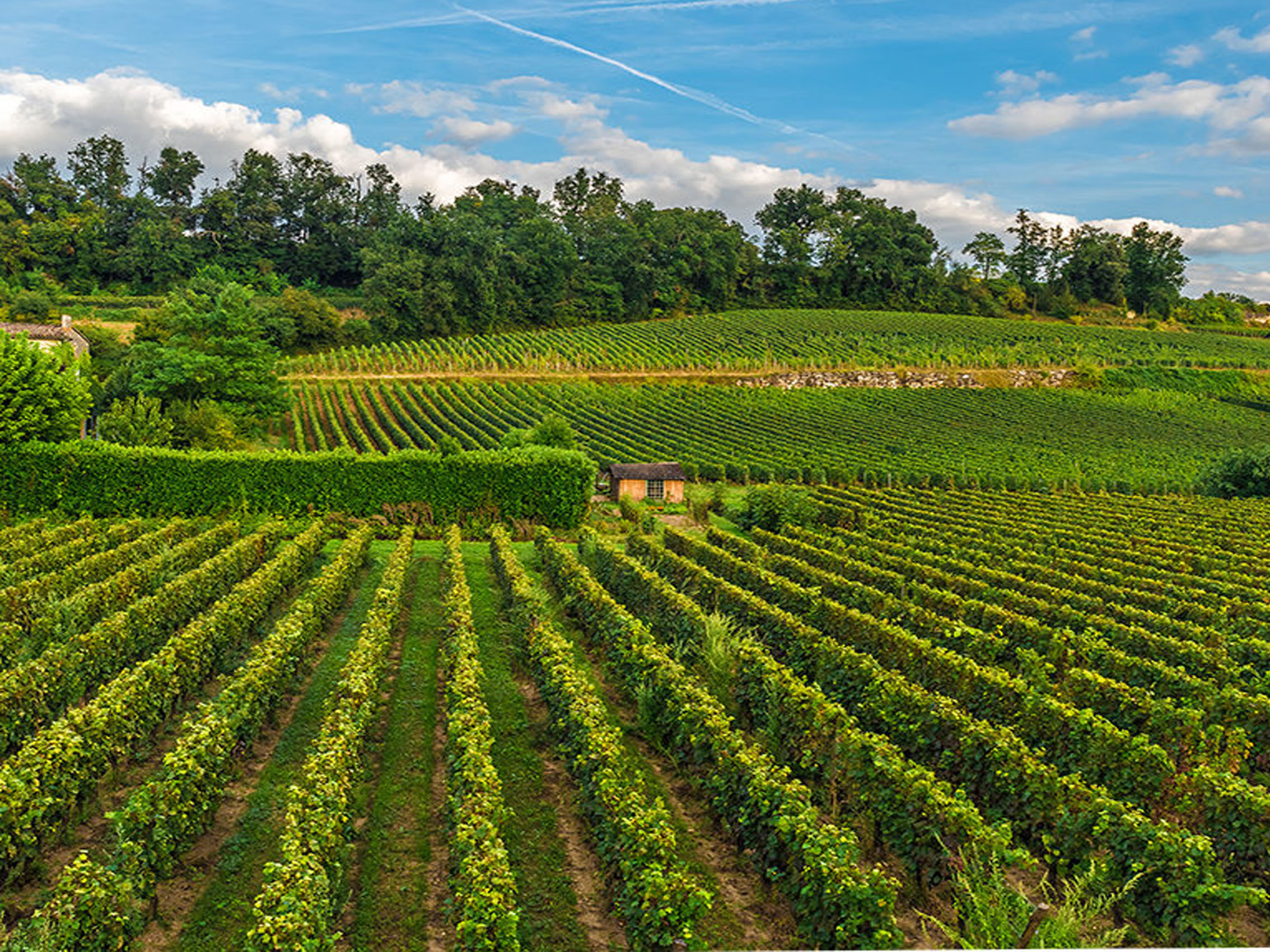 rượu vang château laroze saint émilion grand cru classé 2016