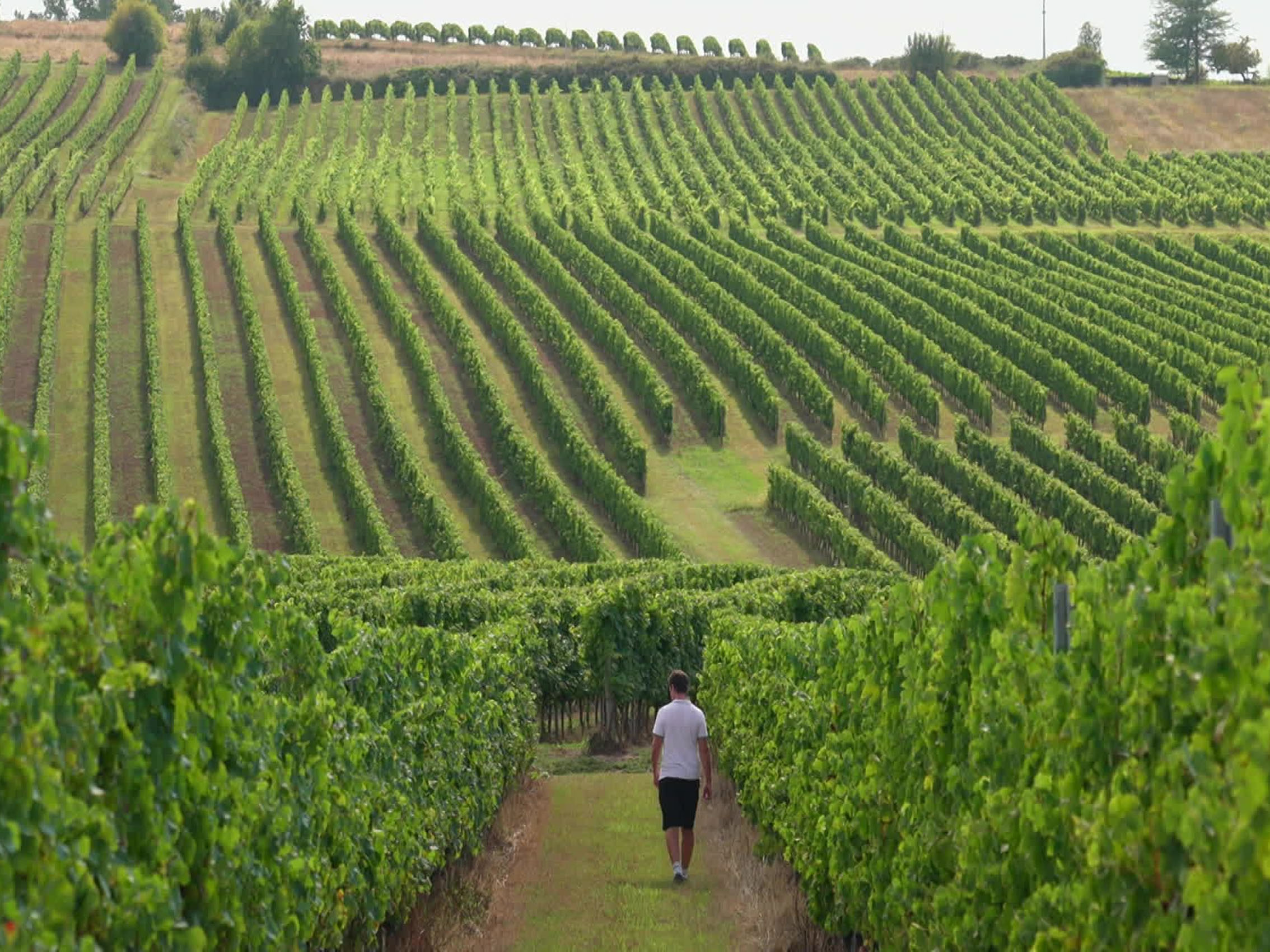 rượu vang château laroze saint émilion grand cru classé 2018