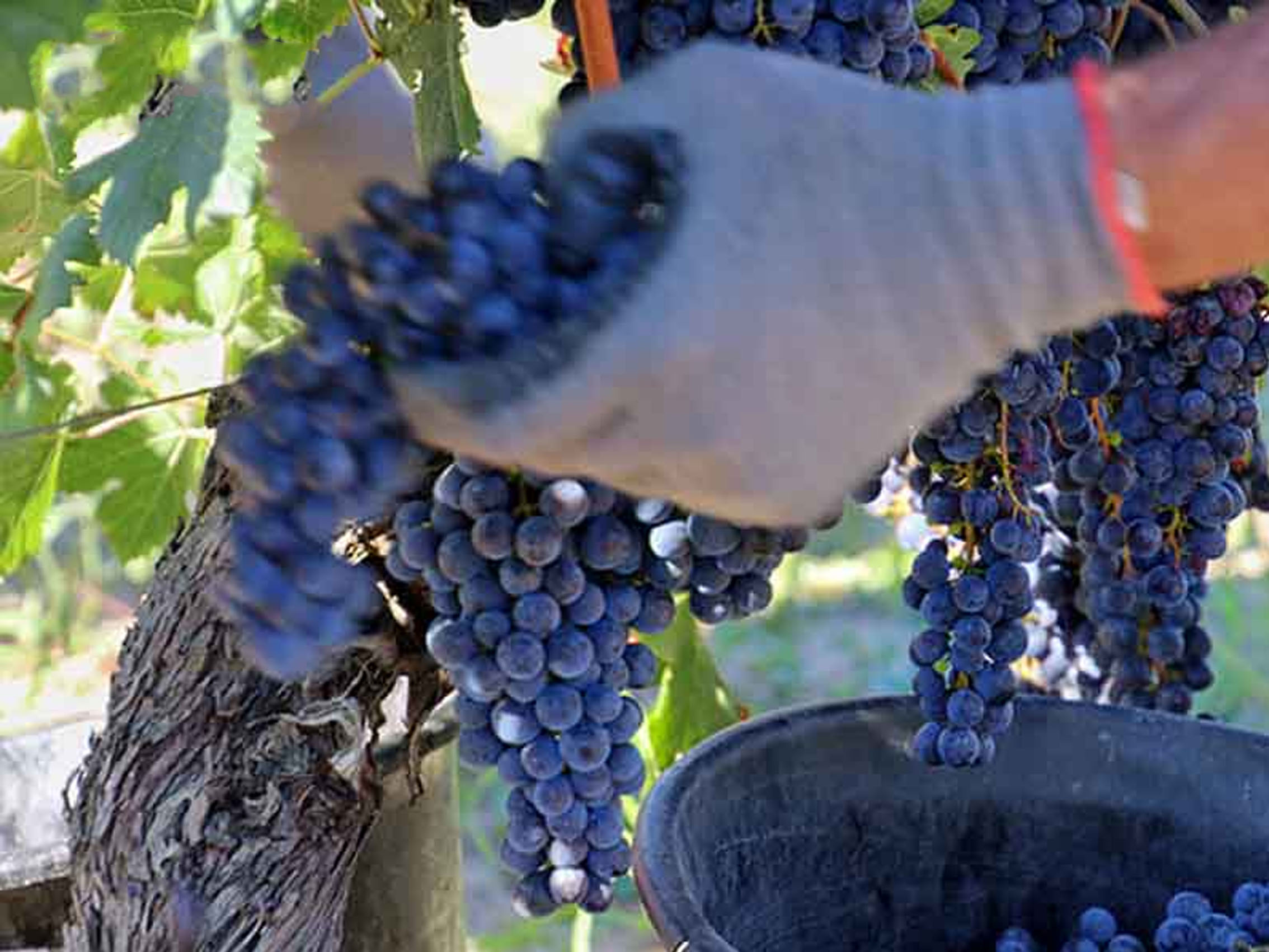 rượu vang château laroze saint émilion grand cru classé 2018