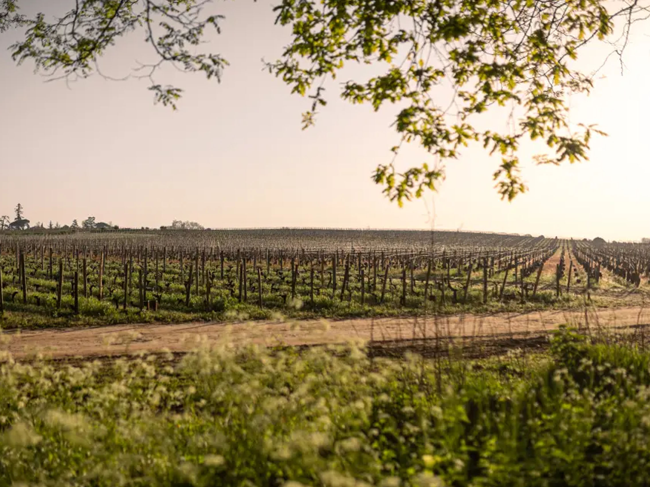 rượu vang château laroze saint émilion grand cru classé 2019
