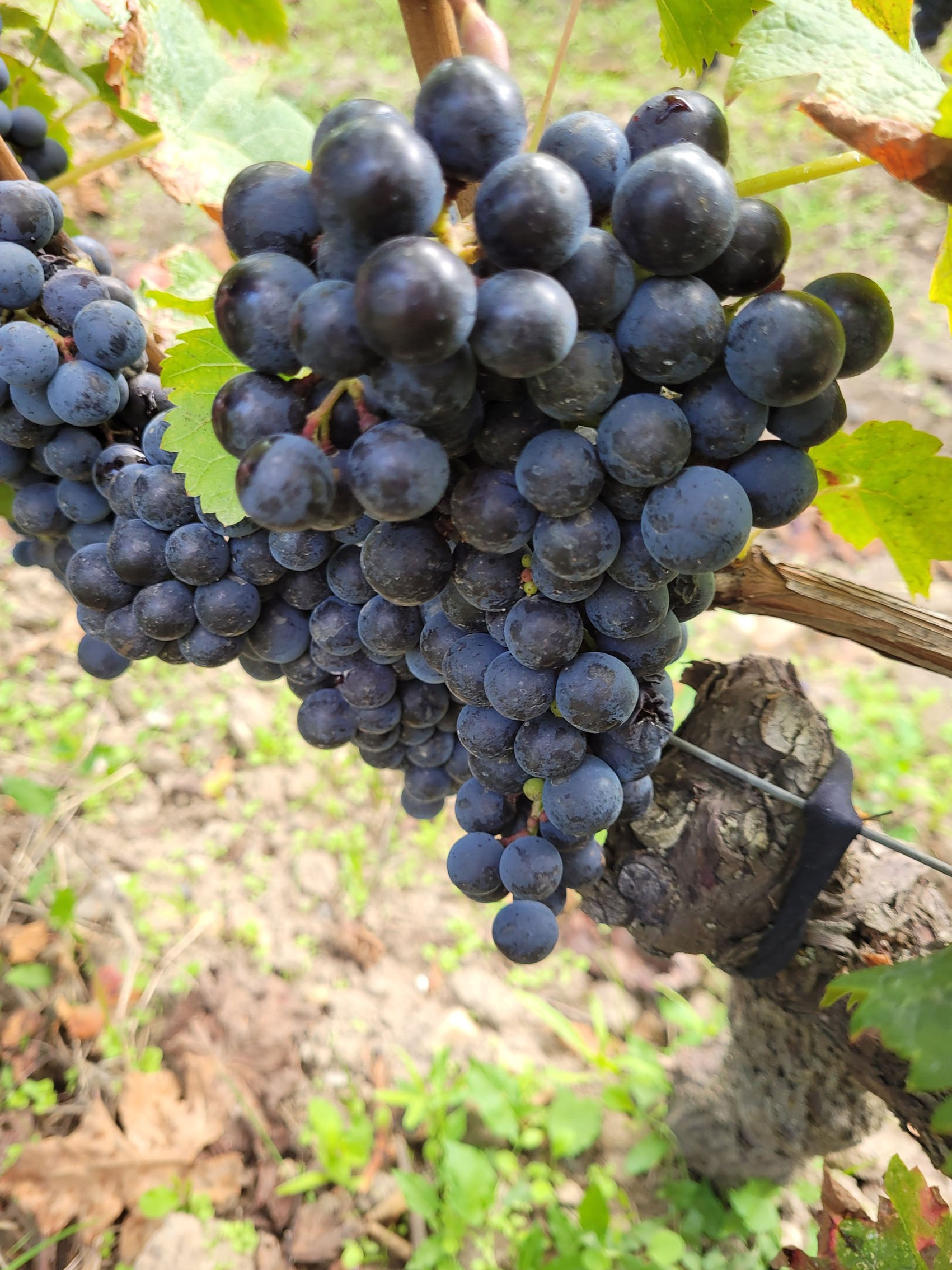 rượu vang château laroze saint émilion grand cru classé 2019