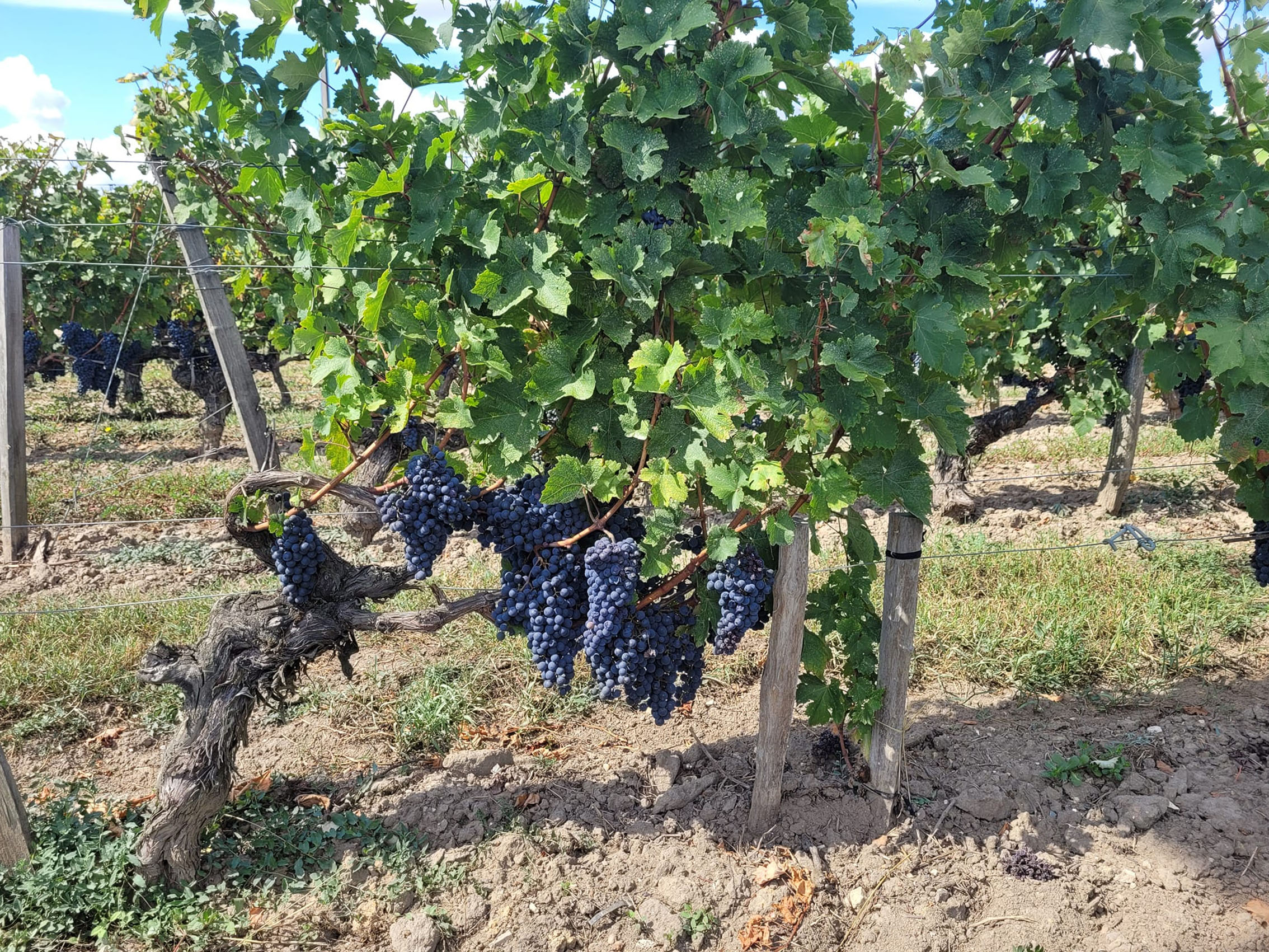 rượu vang château laroze saint émilion grand cru classé 2020