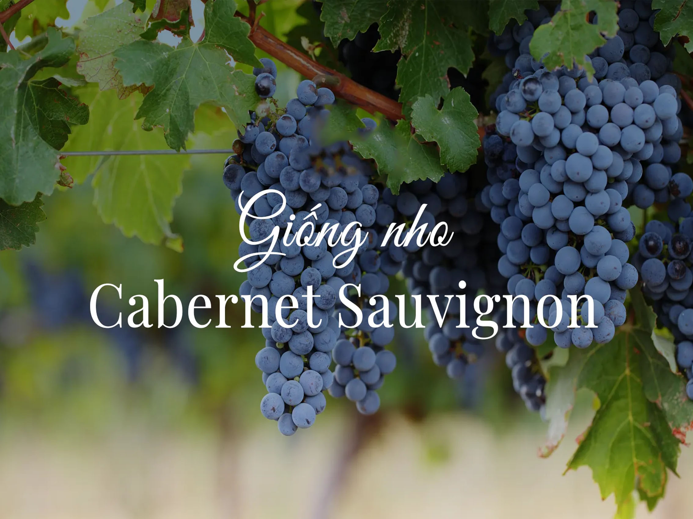 rượu vang château l'escart biodynamic