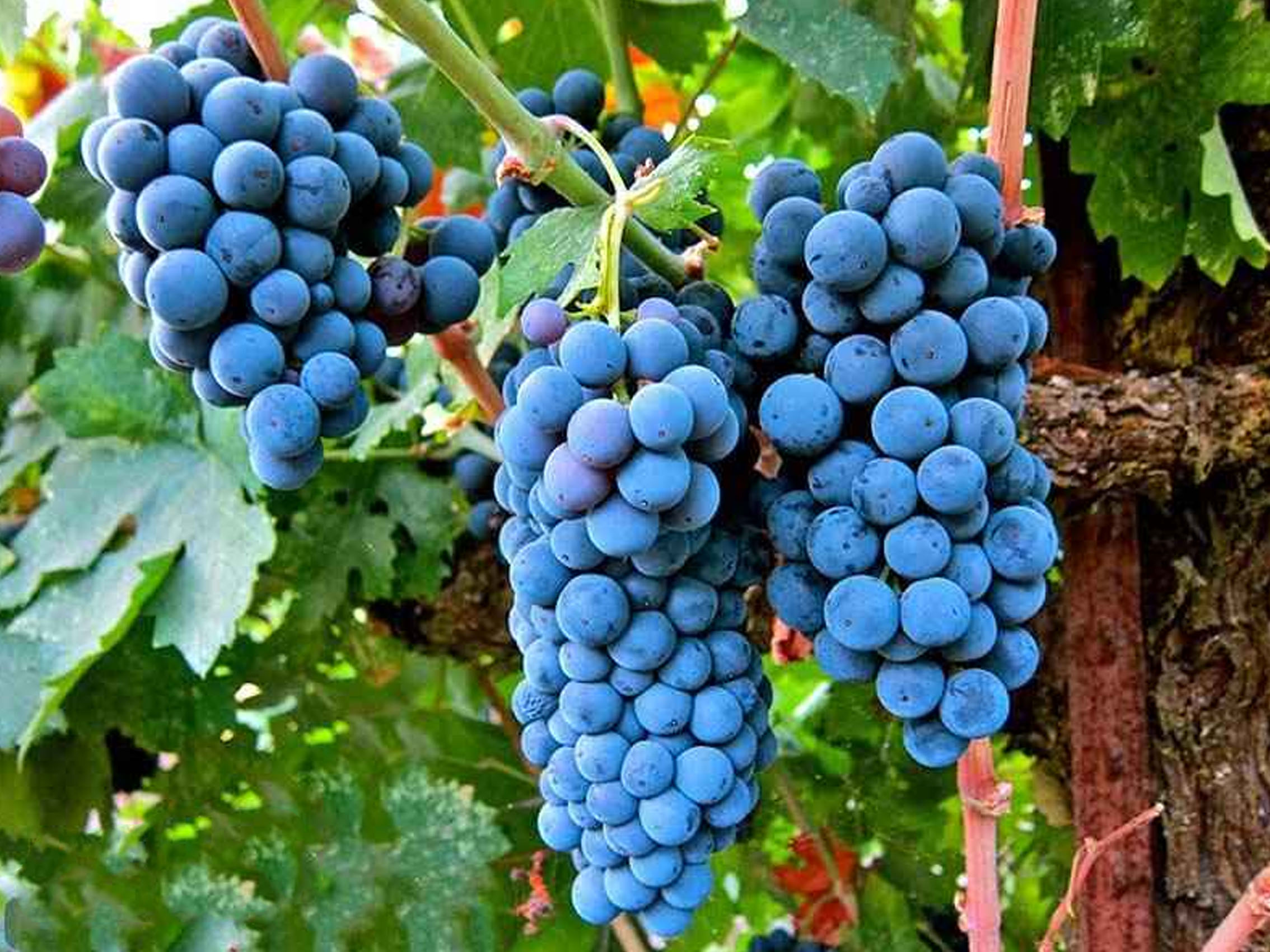 rượu vang château peyrabon cru bourgeois