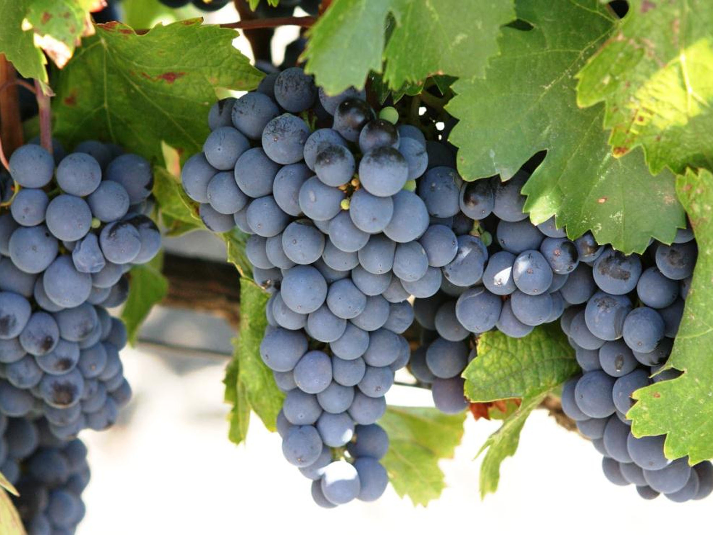 rượu vang château phélan ségur 2014